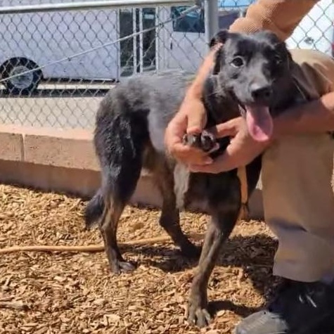Dutchess, an adopted mixed breed in Albuquerque, NM image 2/4