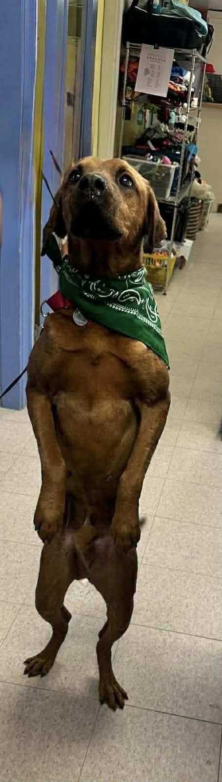 Sneak, an adopted mixed breed in Springfield, VT image 6/6