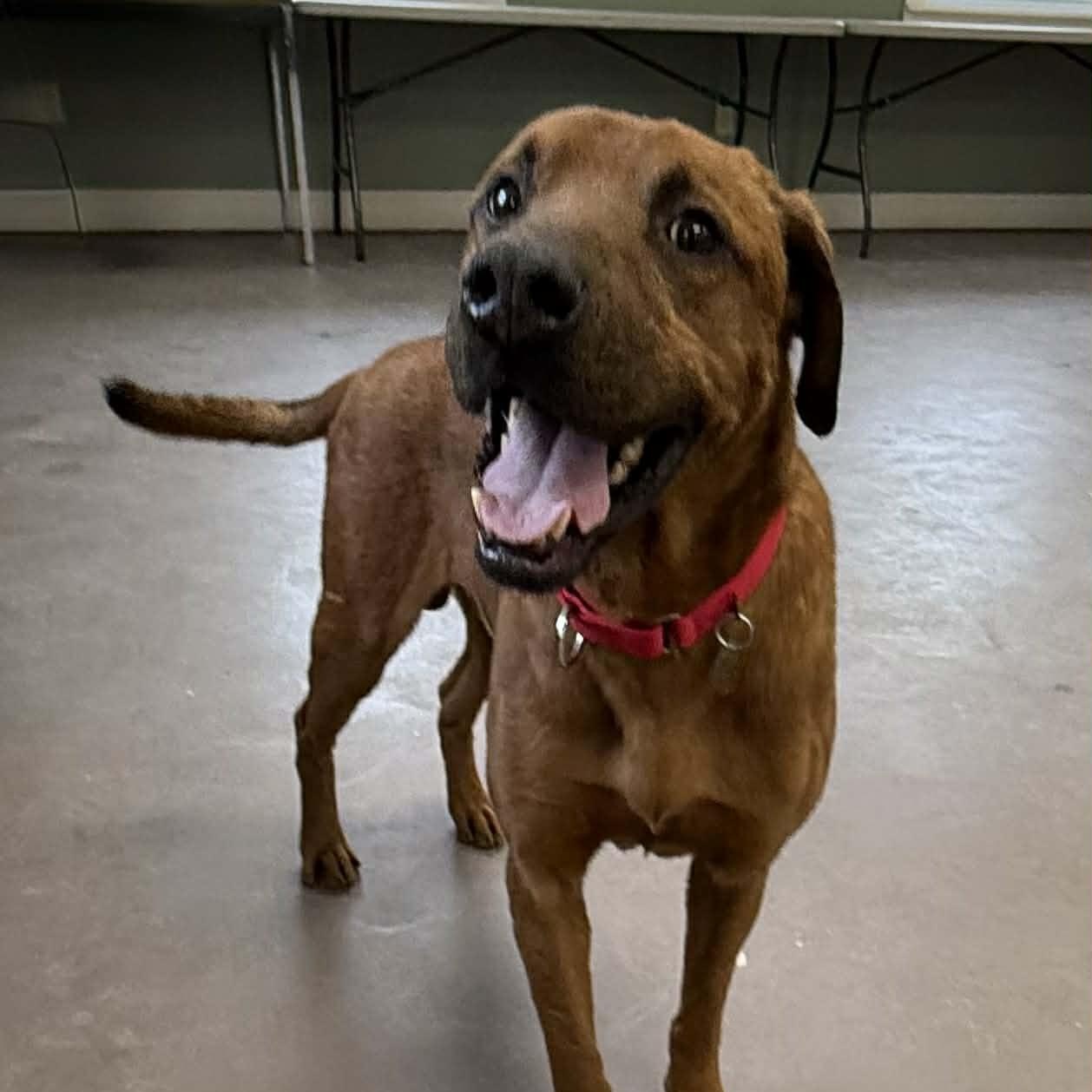 Sneak, adopted, Senior Male Labrador Retriever.