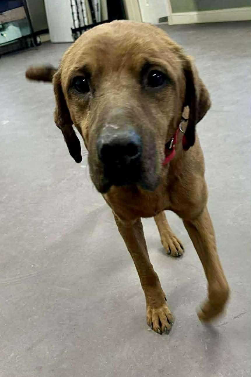 Sneak, an adopted mixed breed in Springfield, VT image 6/6