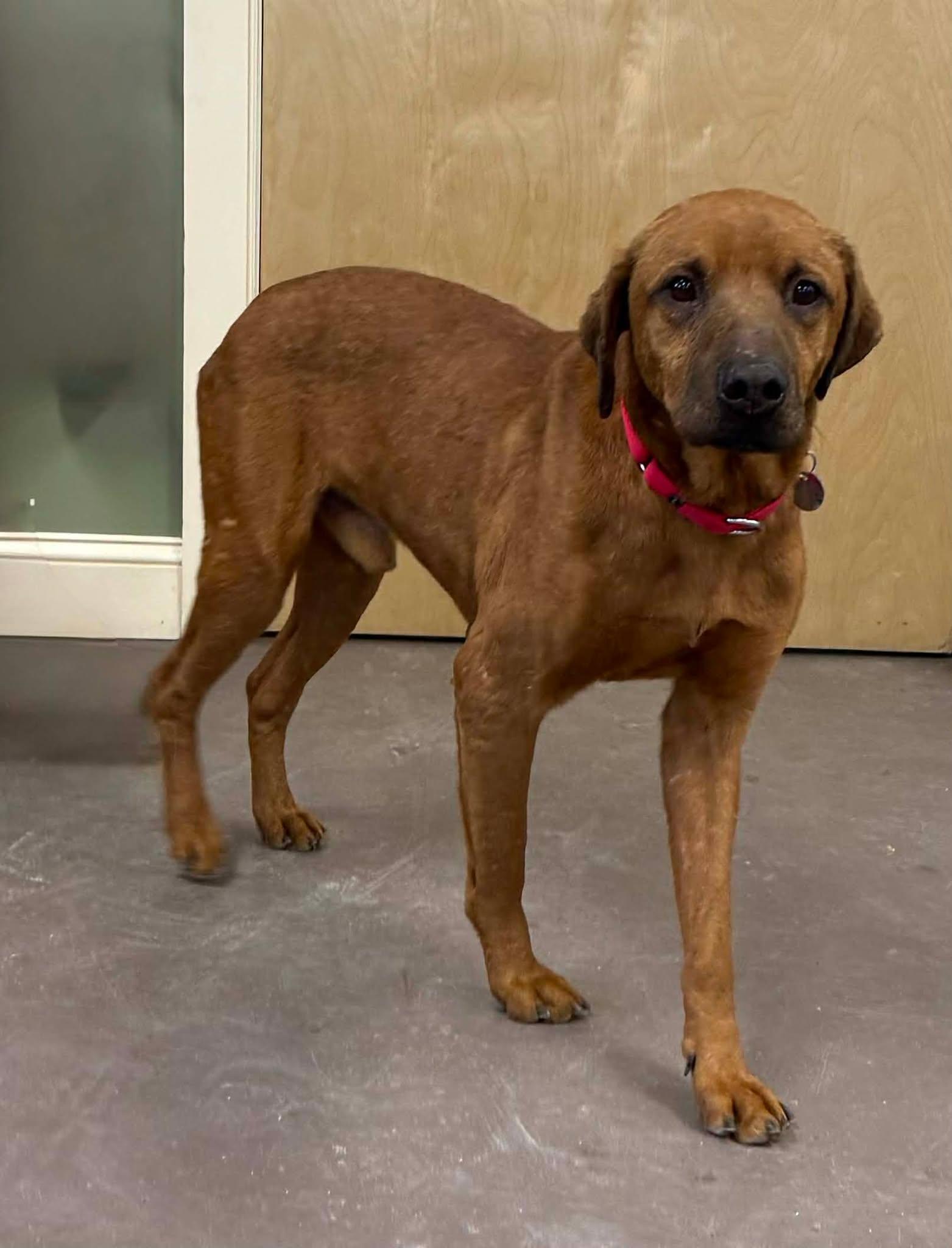 Sneak, an adopted mixed breed in Springfield, VT image 3/6