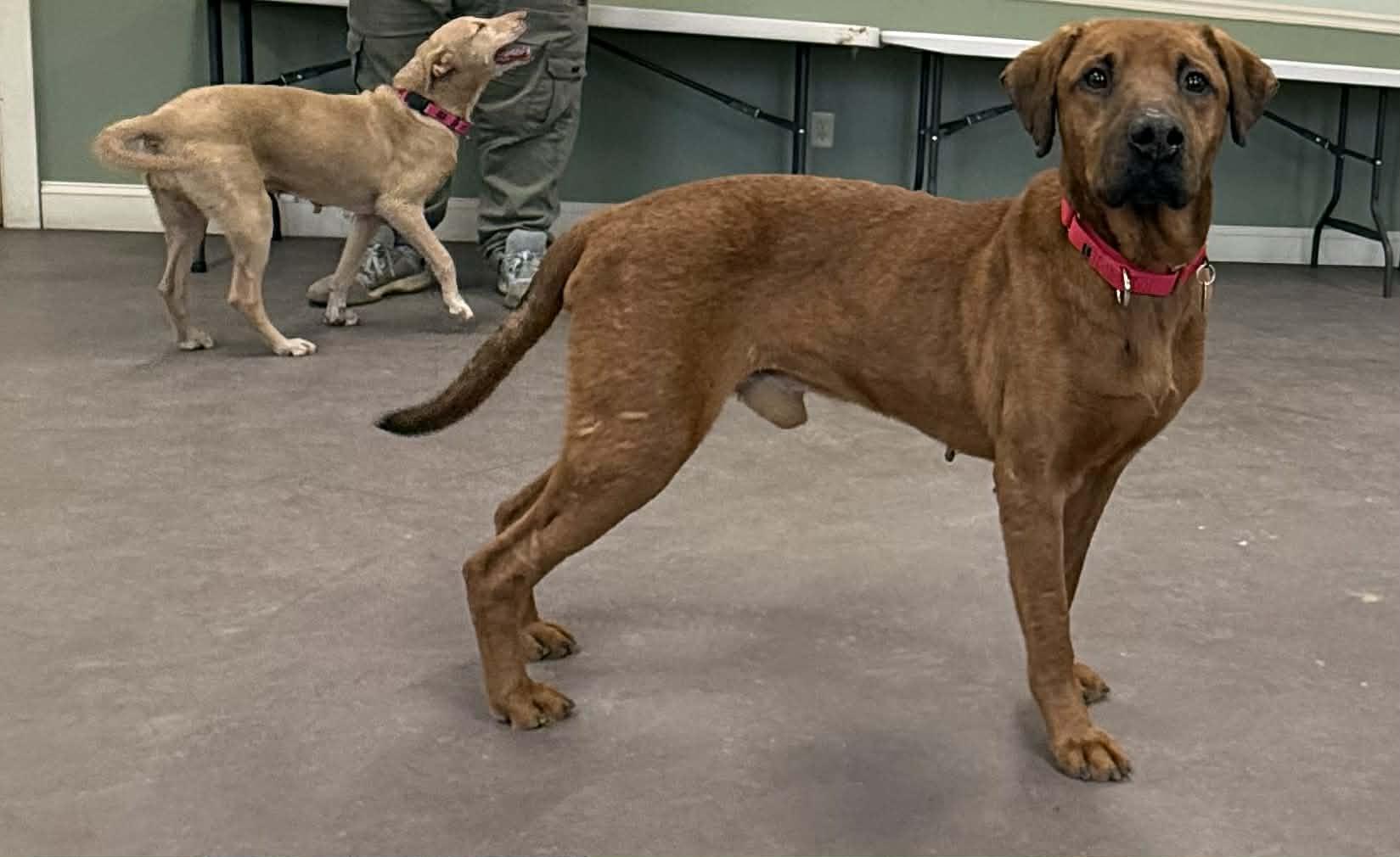 Sneak, an adopted mixed breed in Springfield, VT image 5/6