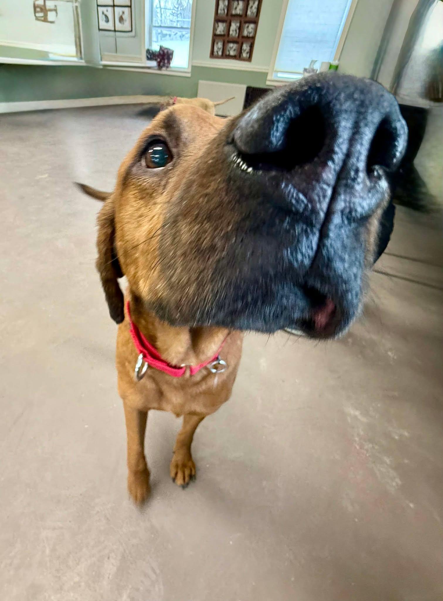 Sneak, an adopted mixed breed in Springfield, VT image 2/6