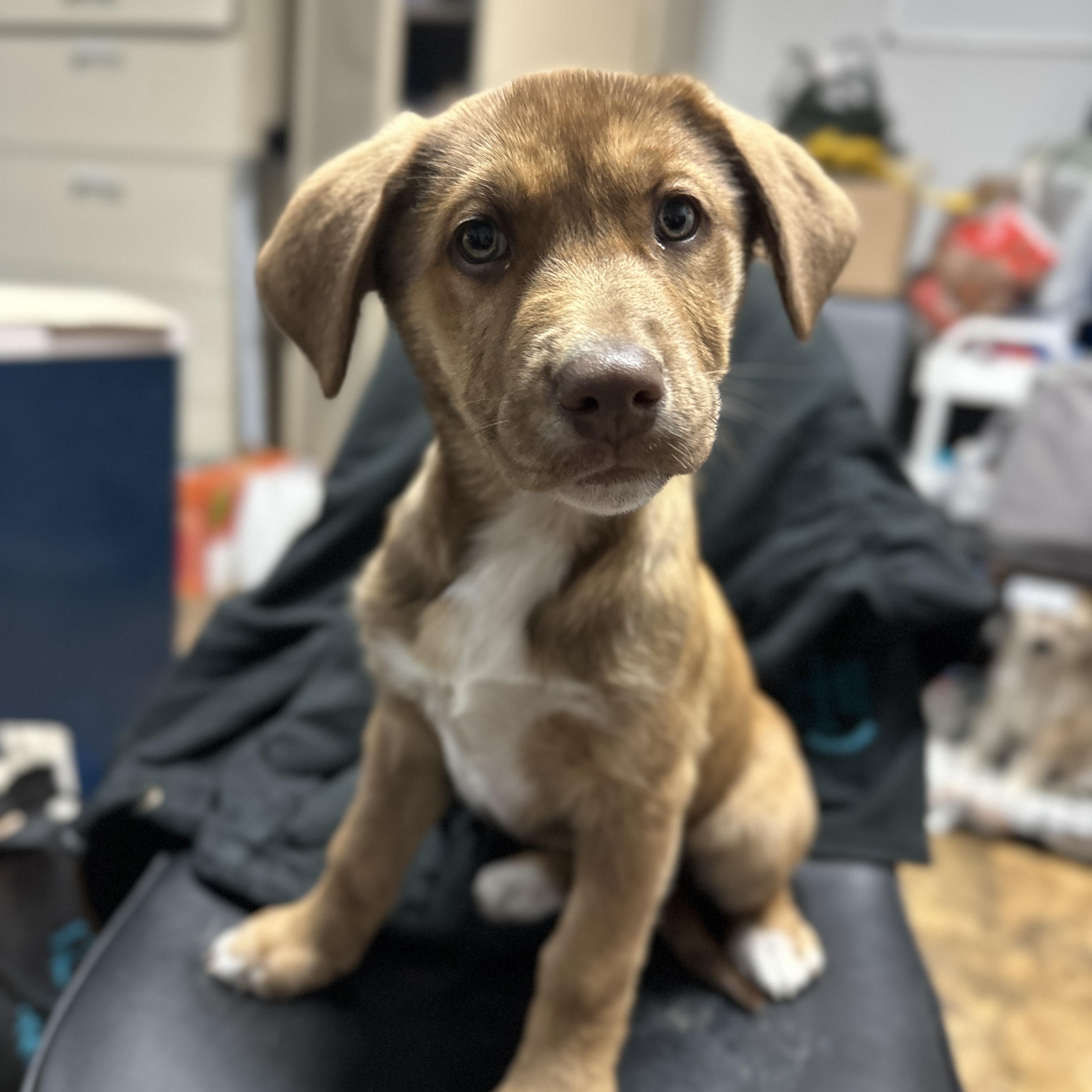 Enlarge Orthodontist, an adopted mixed breed in Columbia, SC image 3/6