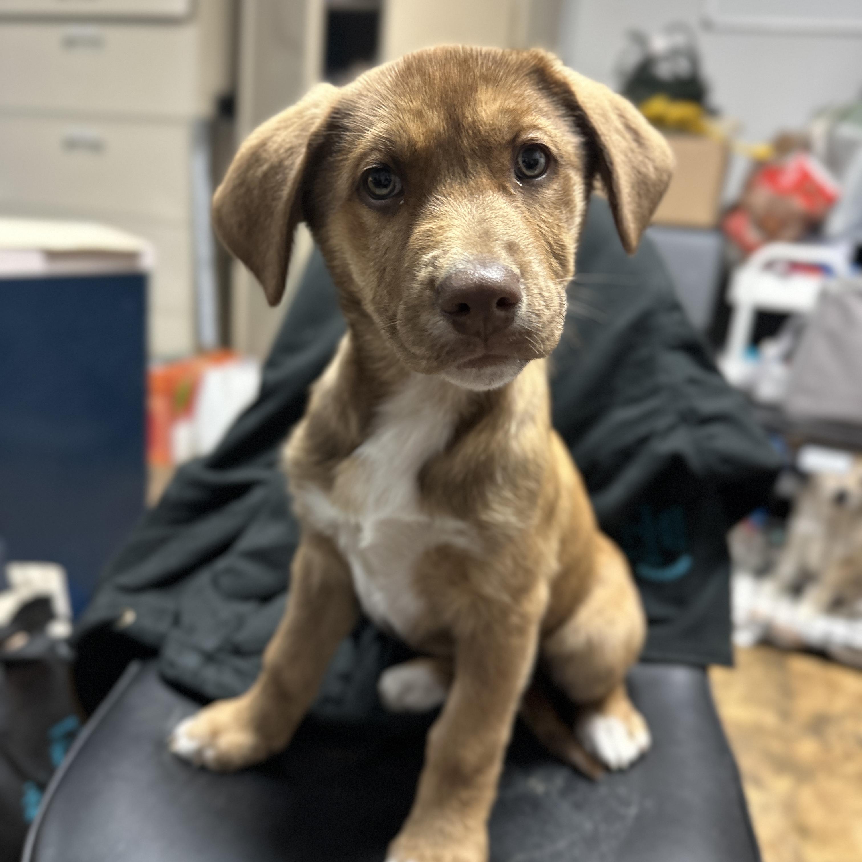 Enlarge Orthodontist, an adopted mixed breed in Columbia, SC image 4/6