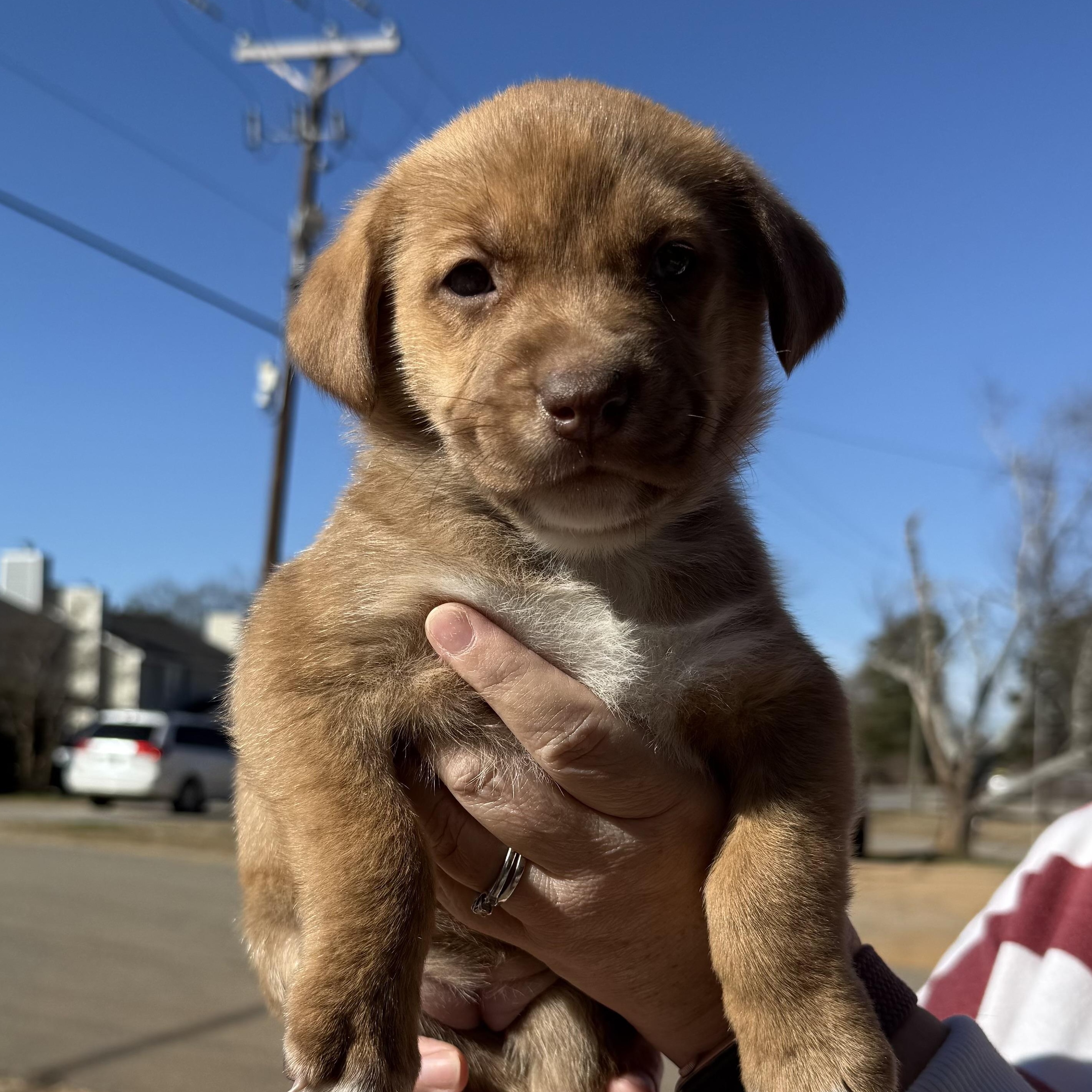 Enlarge Orthodontist, an adopted mixed breed in Columbia, SC image 5/6