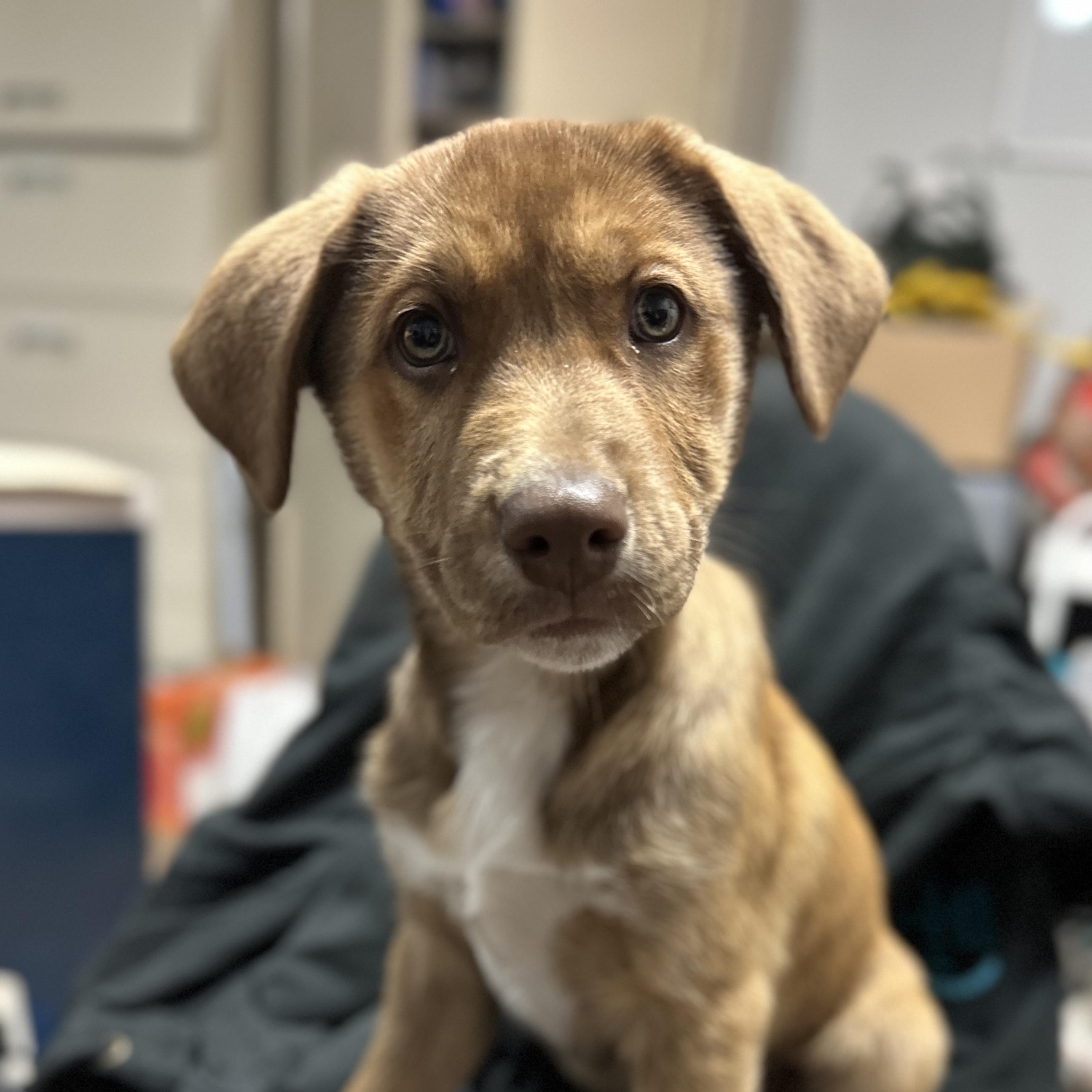 Enlarge Orthodontist, an adopted mixed breed in Columbia, SC image 2/6
