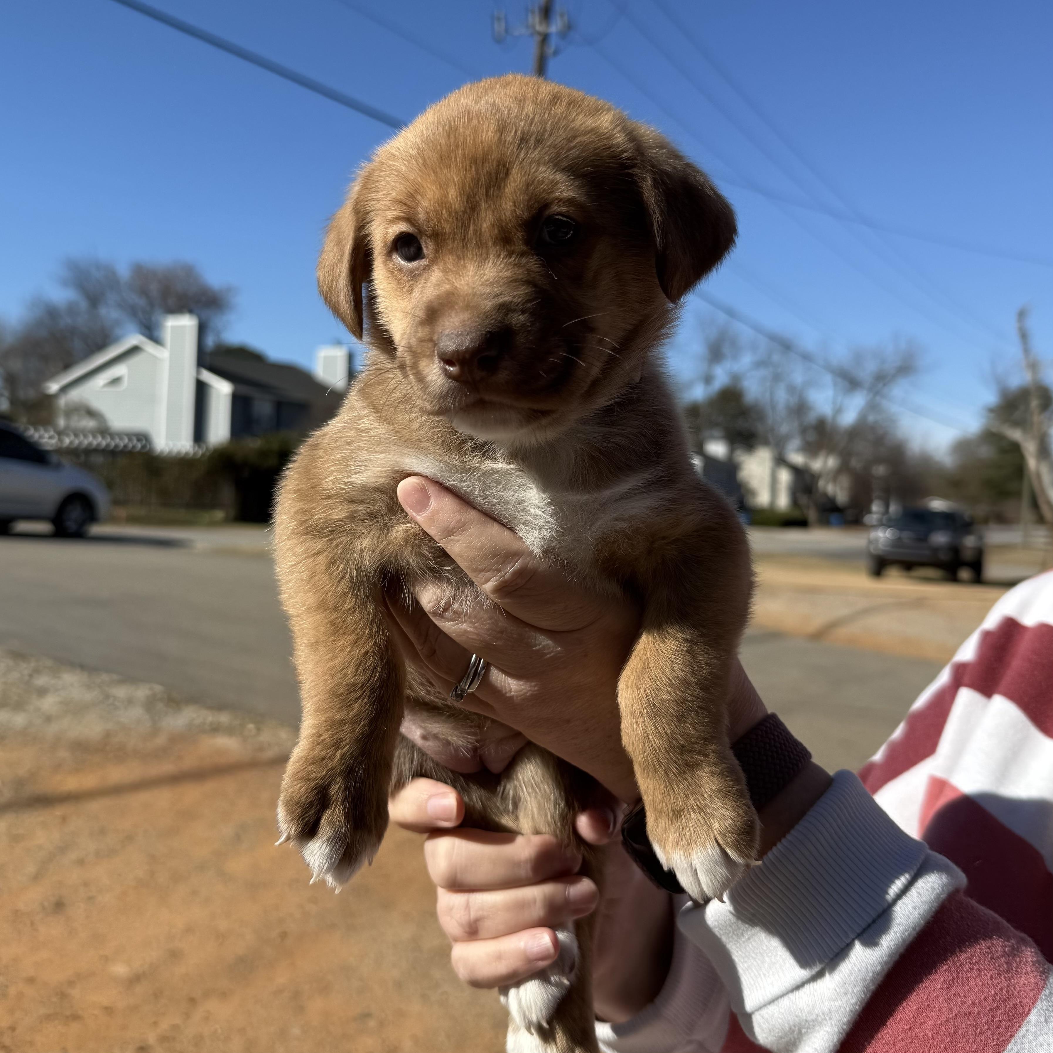 Enlarge Orthodontist, an adopted mixed breed in Columbia, SC image 6/6