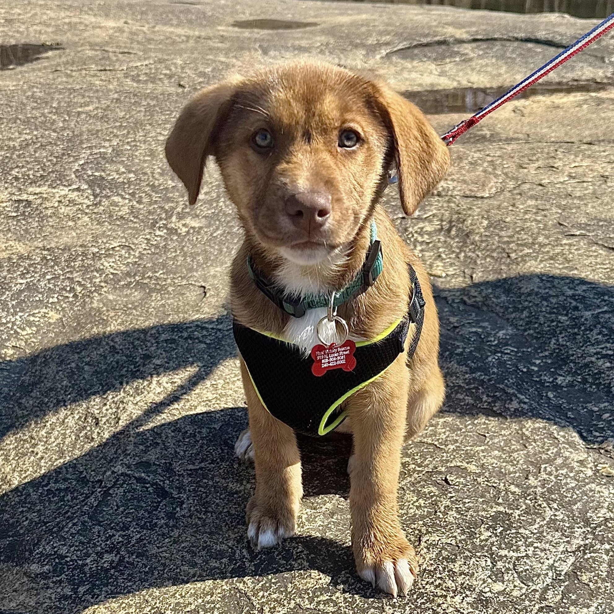 Enlarge Orthodontist, an adopted mixed breed in Columbia, SC image 1/6