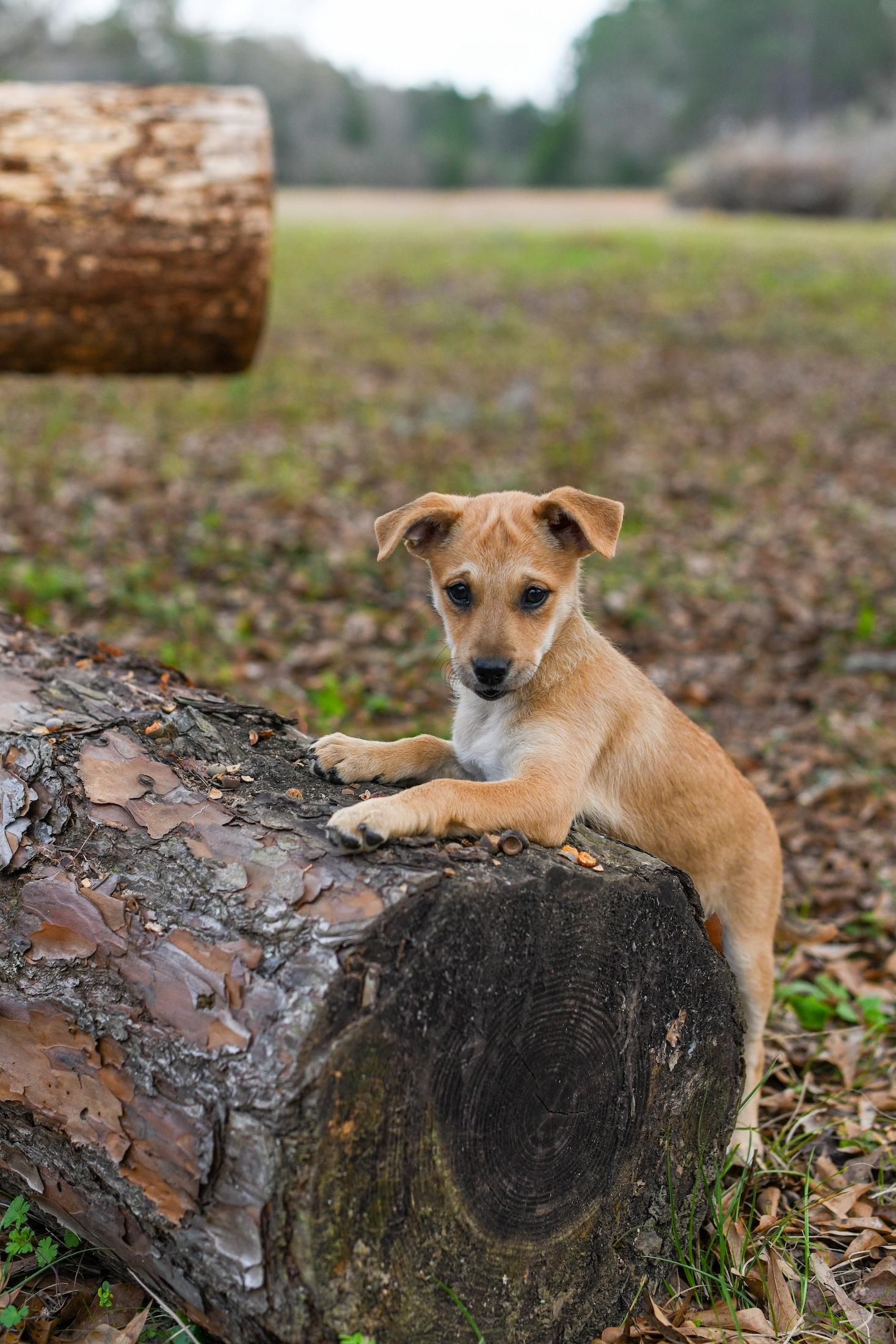 Tia , a Adoptable Mixed Breed in Argyle, NY image 6/6