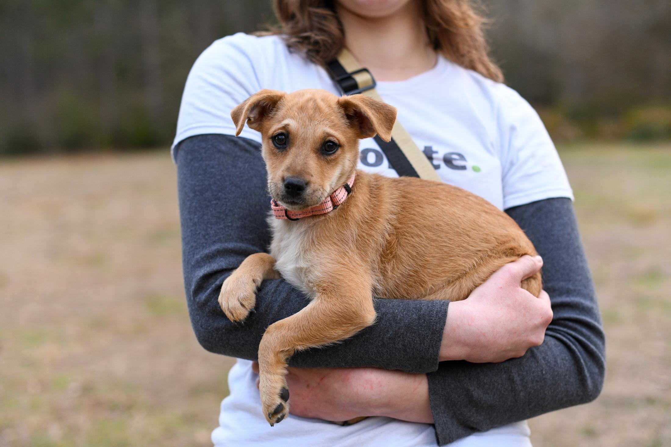 Tia , a Adoptable Mixed Breed in Argyle, NY image 1/6