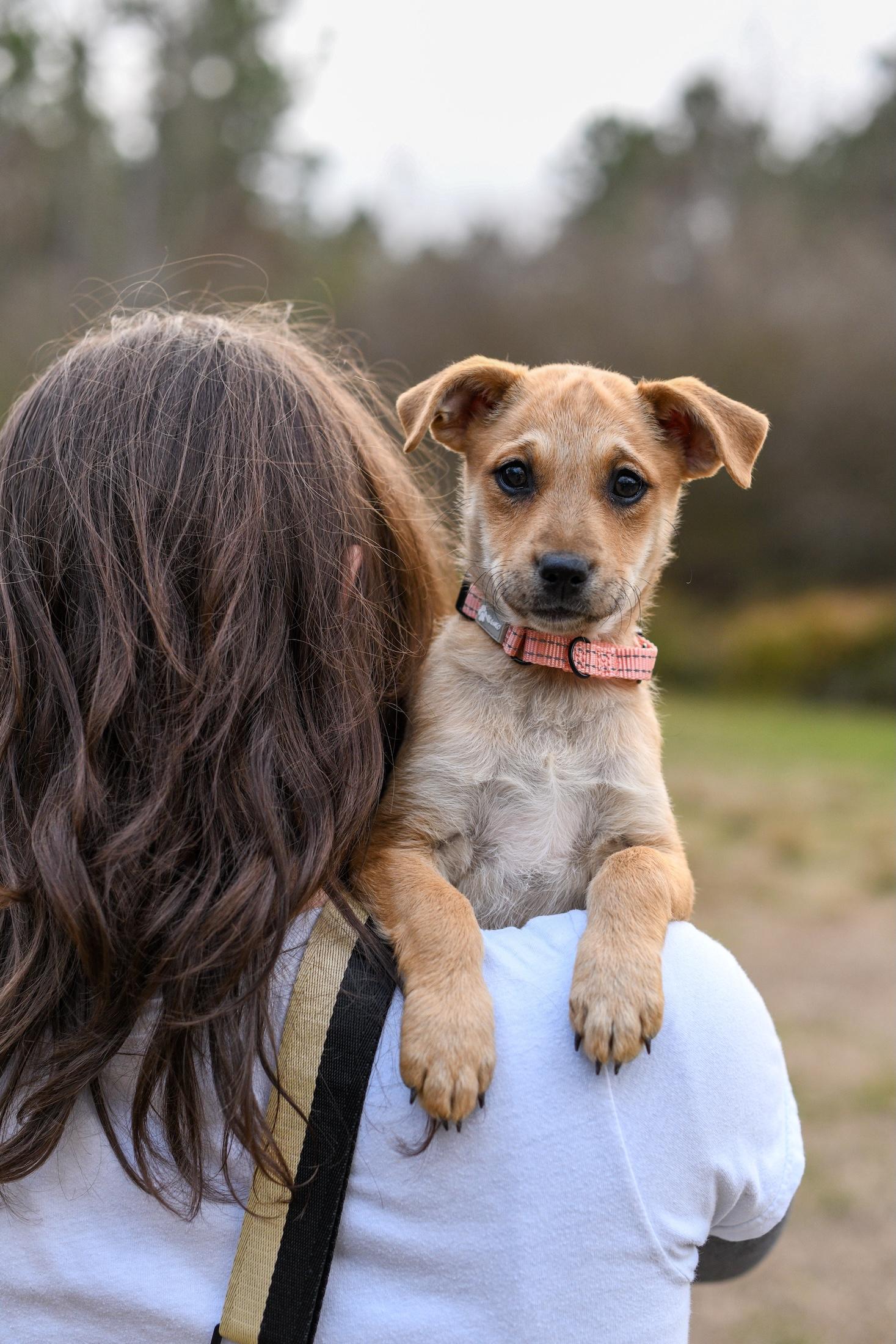 Tia , a Adoptable Mixed Breed in Argyle, NY image 2/6