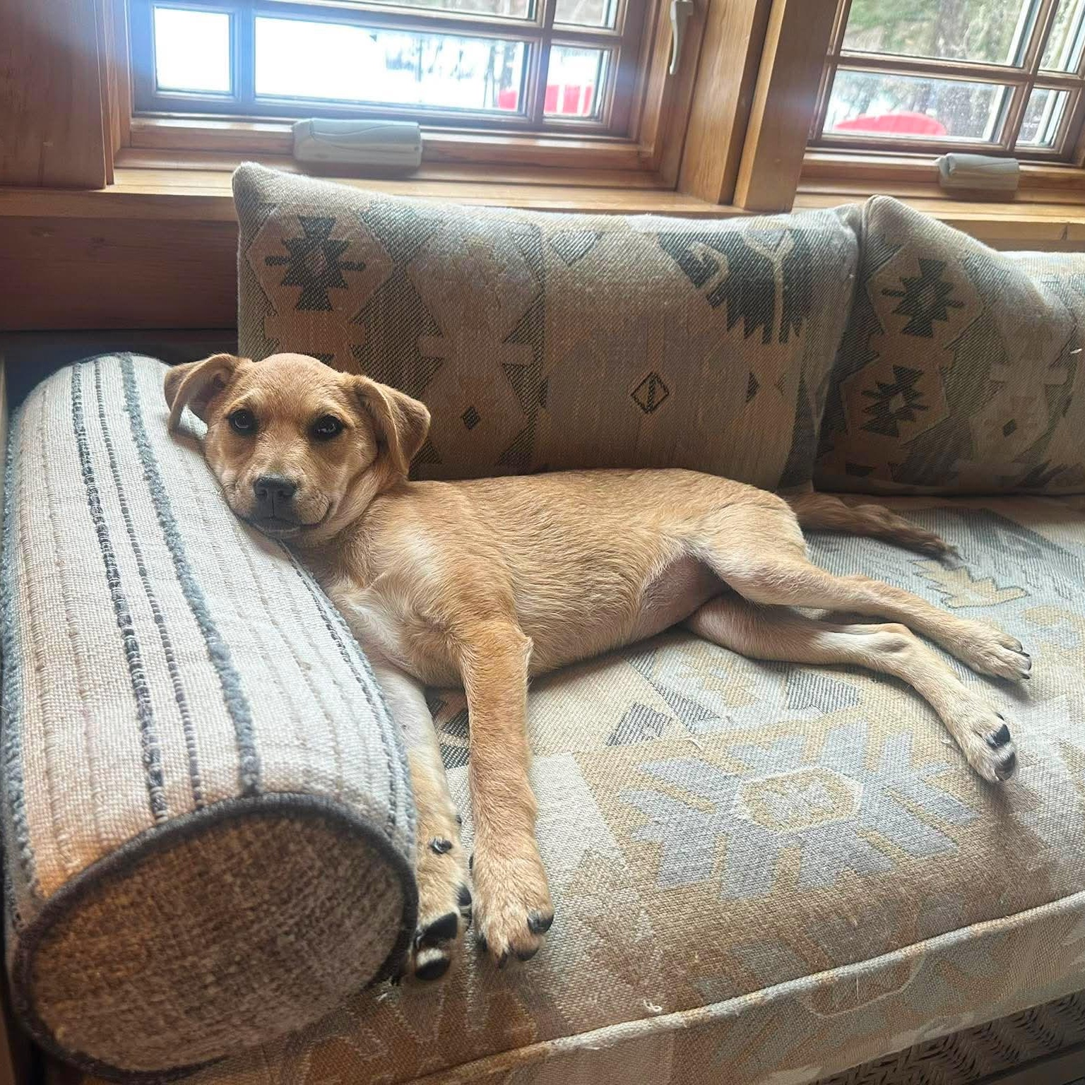 Tia , Adoptable, Puppy Female Mixed Breed.