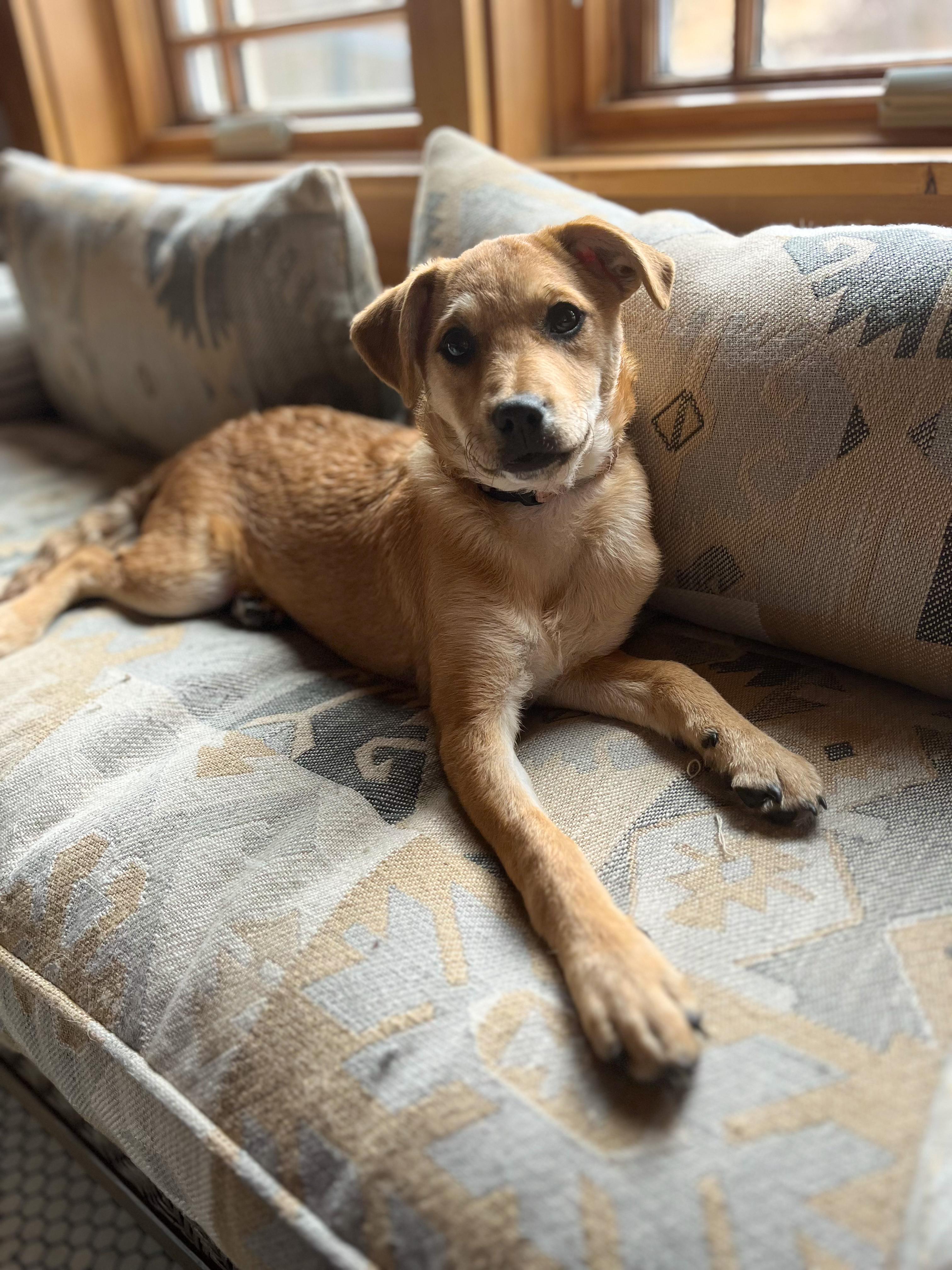 Tia , Adoptable, Puppy Female Mixed Breed.