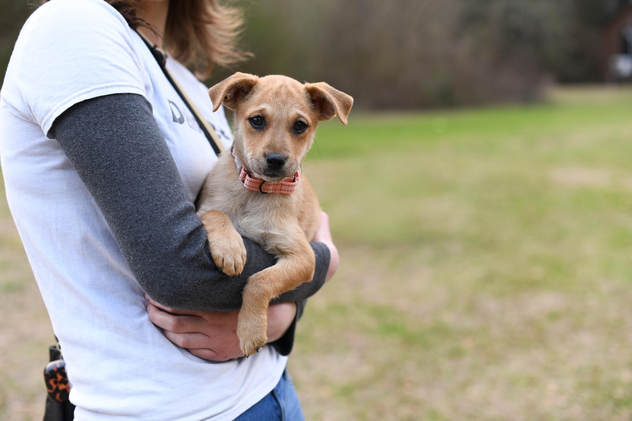 Tia , a Adoptable Mixed Breed in Argyle, NY image 4/6