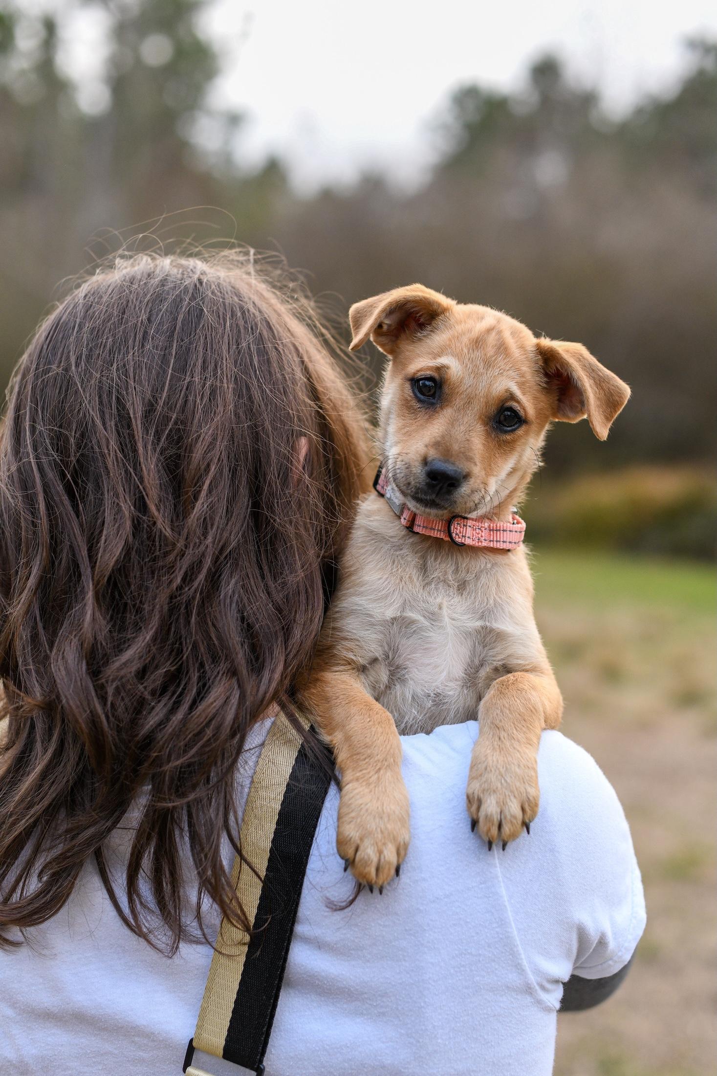 Tia , a Adoptable Mixed Breed in Argyle, NY image 3/6