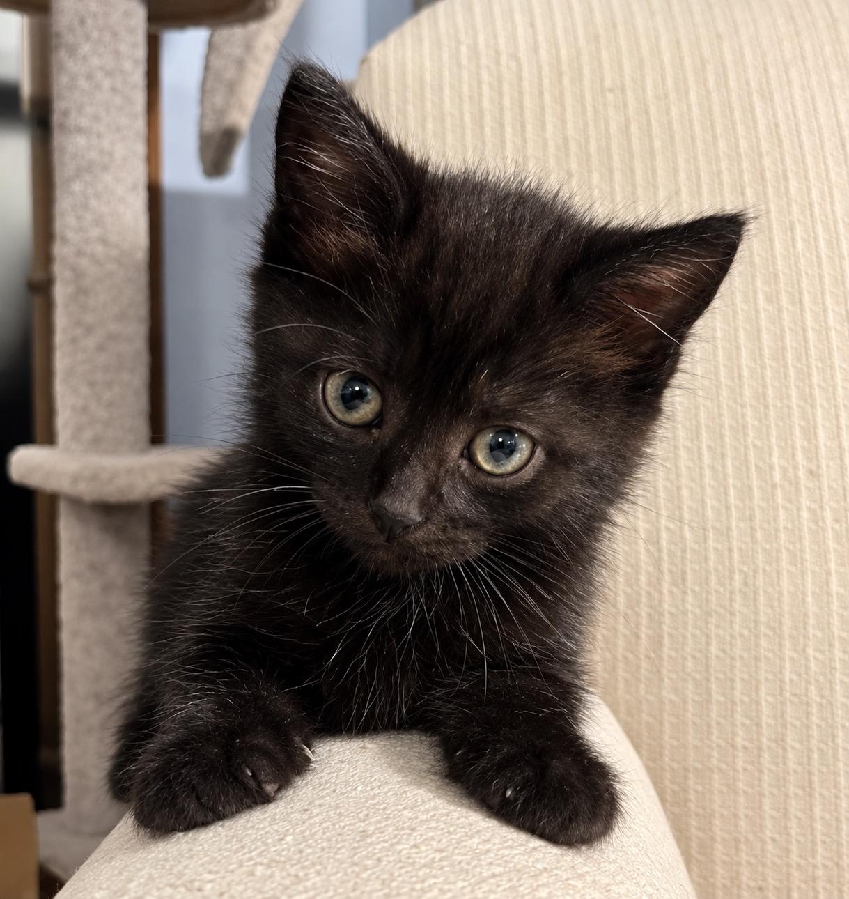 Enlarge Mica, a Adoptable Domestic Short Hair in Bethel, CT image 2/6