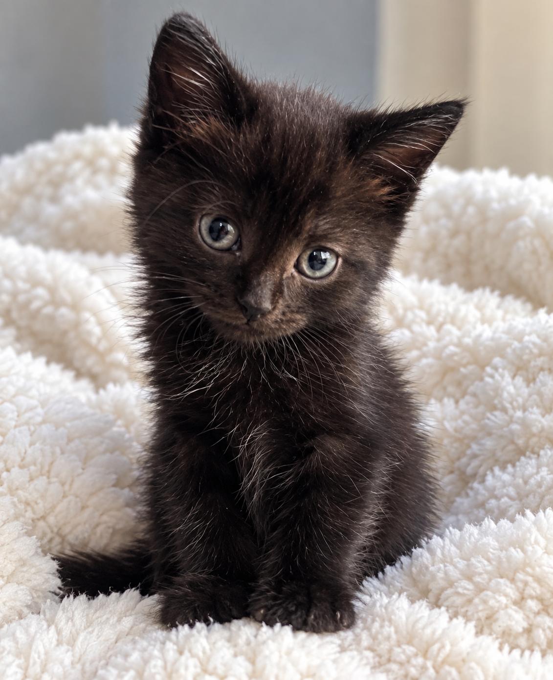 Enlarge Mica, a Adoptable Domestic Short Hair in Bethel, CT image 5/6