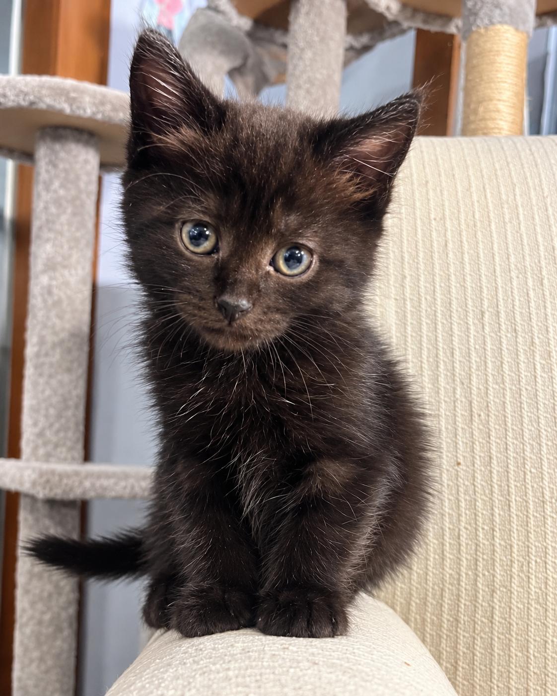 Enlarge Mica, a Adoptable Domestic Short Hair in Bethel, CT image 3/6