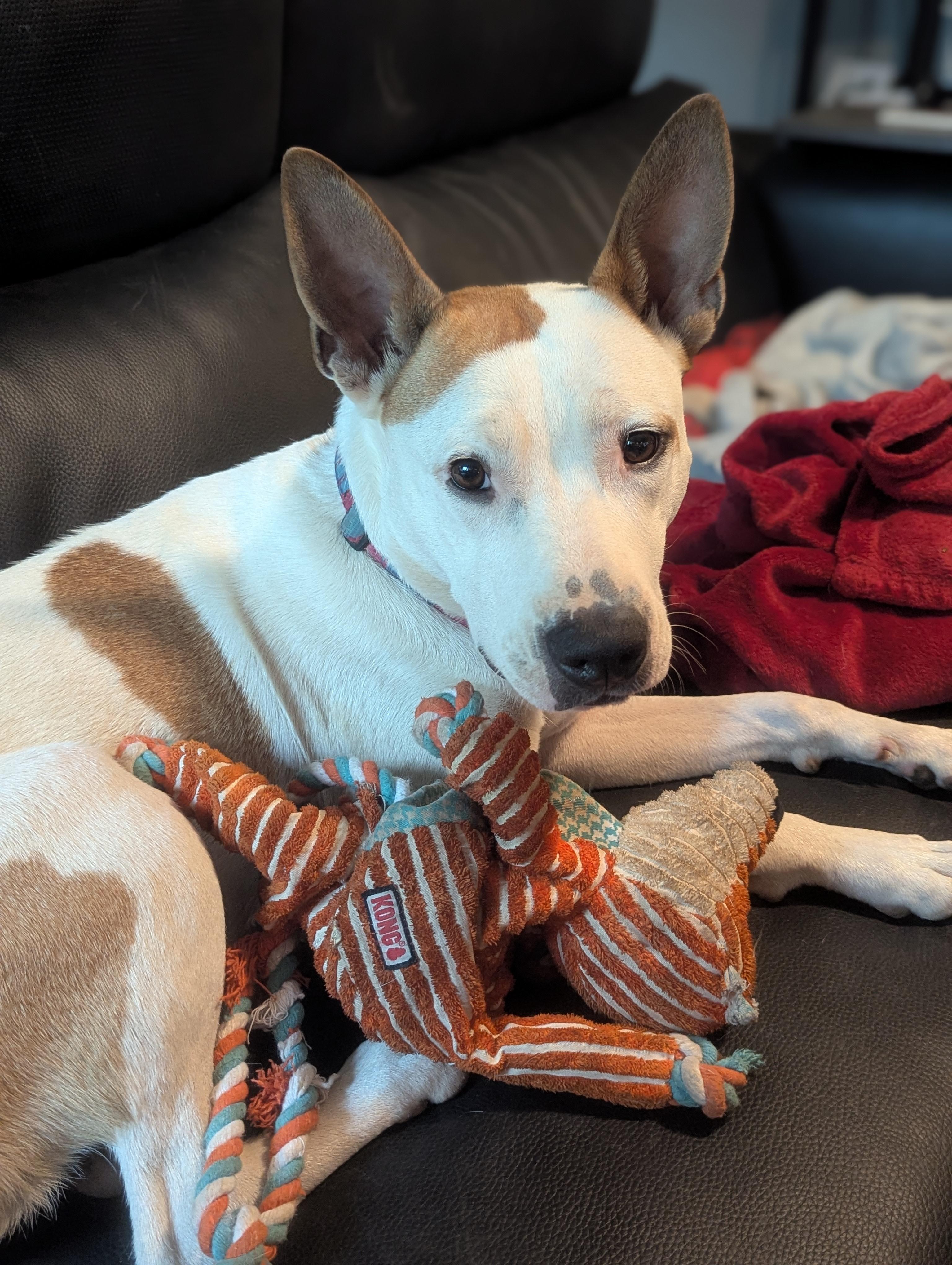 Enlarge Phoenix, a Adoptable mixed breed in Little Rock, AR image 5/5