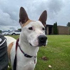 Phoenix, a Adoptable mixed breed in Little Rock, AR image 2/3