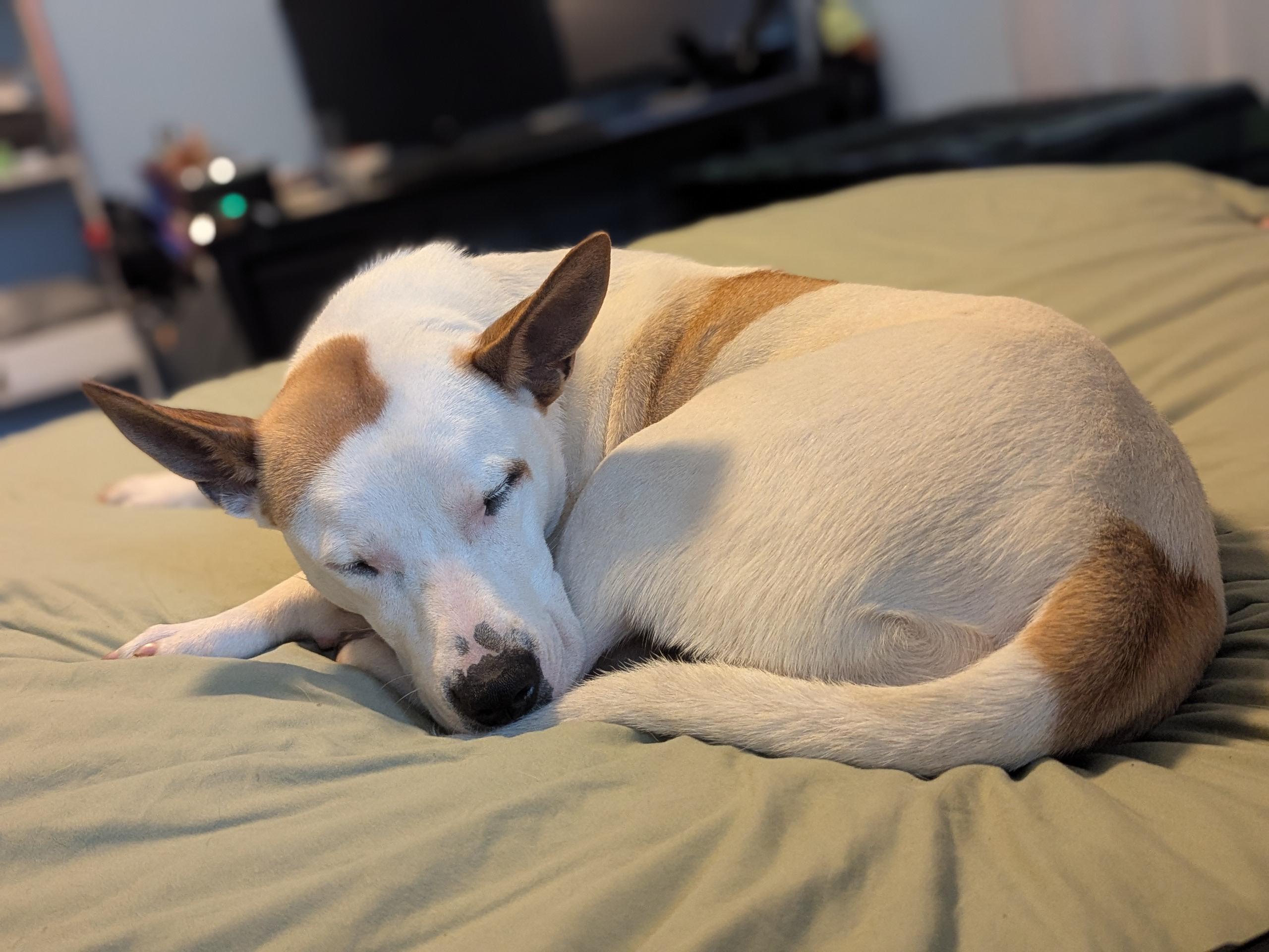 Enlarge Phoenix, a Adoptable mixed breed in Little Rock, AR image 3/5