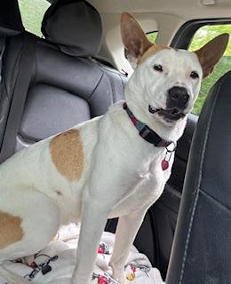 Phoenix, a Adoptable mixed breed in Little Rock, AR image 3/3