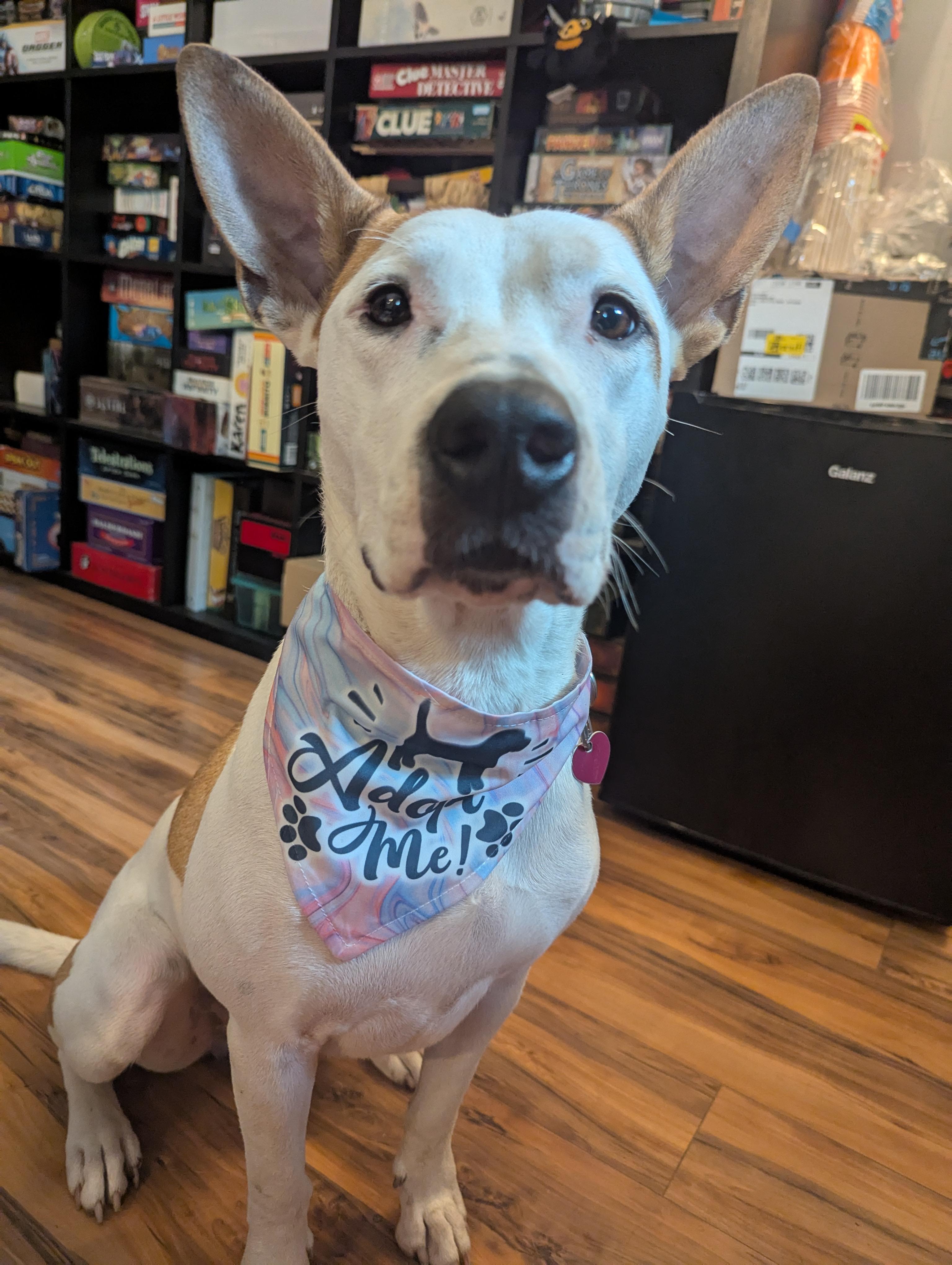 Enlarge Phoenix, a Adoptable mixed breed in Little Rock, AR image 4/5