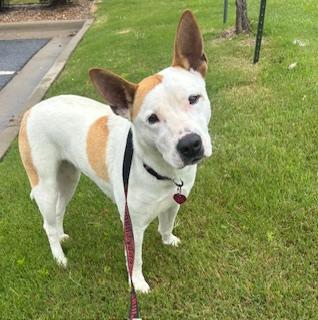 Phoenix, a Adoptable mixed breed in Little Rock, AR image 1/3