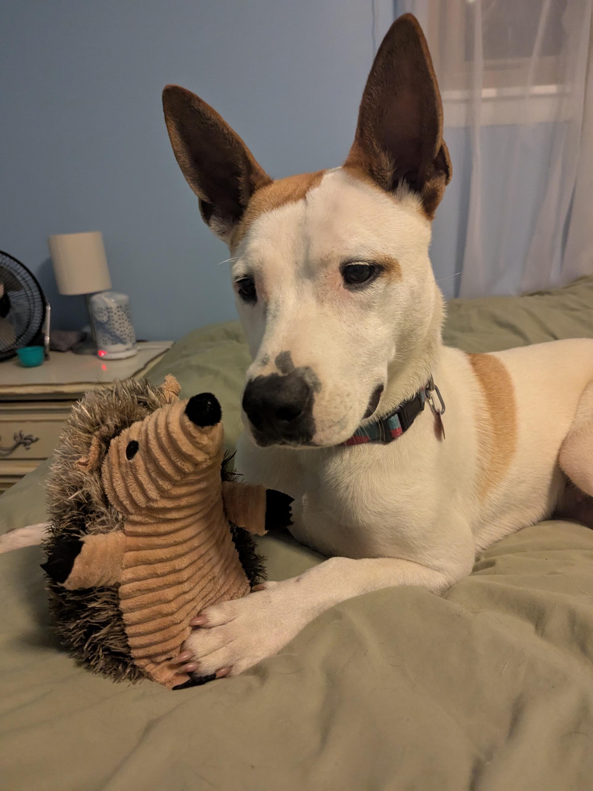 Phoenix, Adoptable, Young Female Mixed Breed & Shepherd.