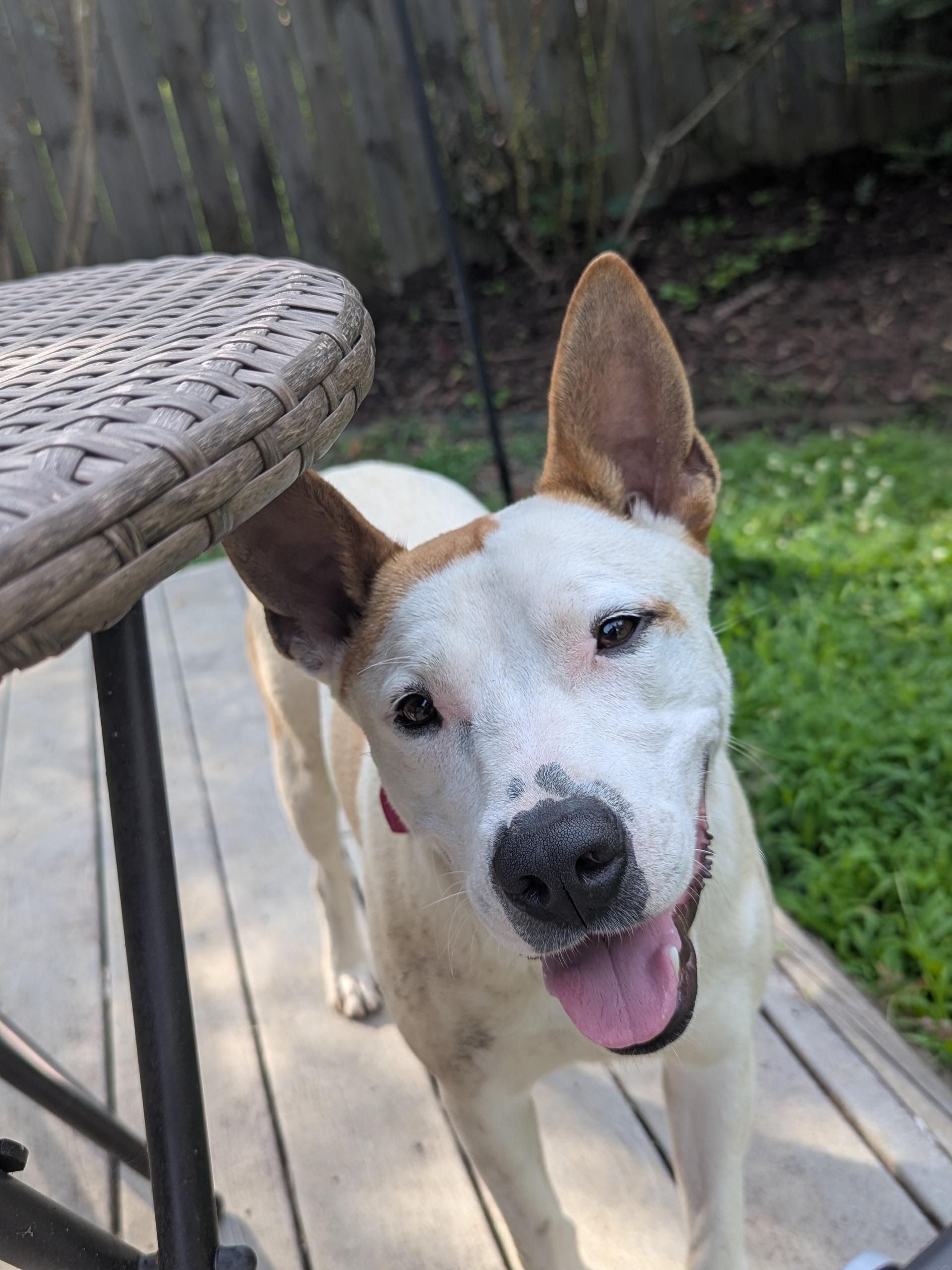 Enlarge Phoenix, a Adoptable mixed breed in Little Rock, AR image 2/5