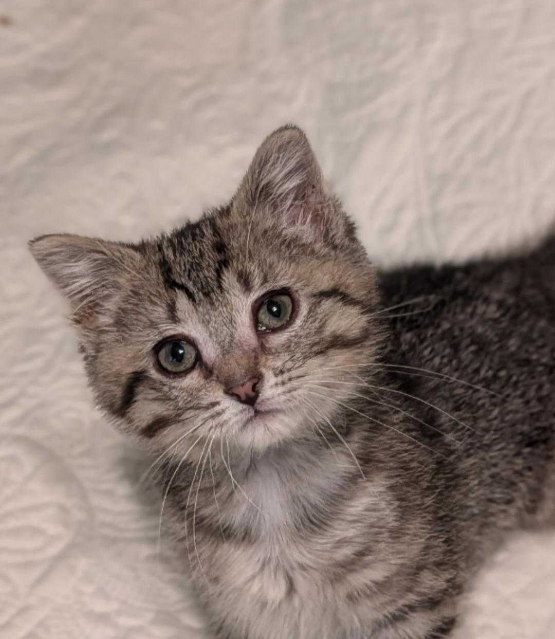 Enlarge Mayo, an adopted mixed breed in Howell, MI image 1/3