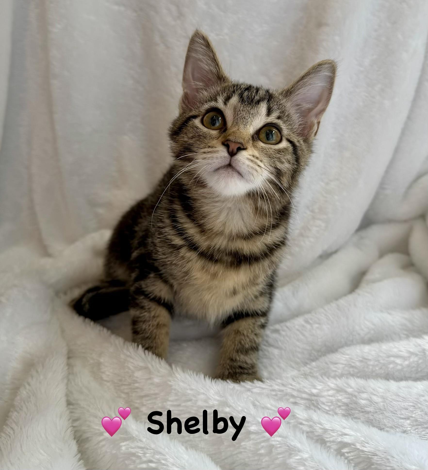 Shelby, adopted, Kitten Female Domestic Short Hair.