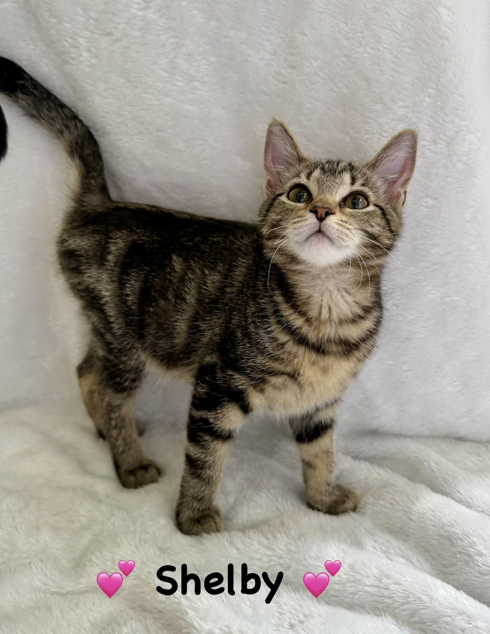 Enlarge Shelby, an adopted Domestic Short Hair in Copley, OH image 3/4