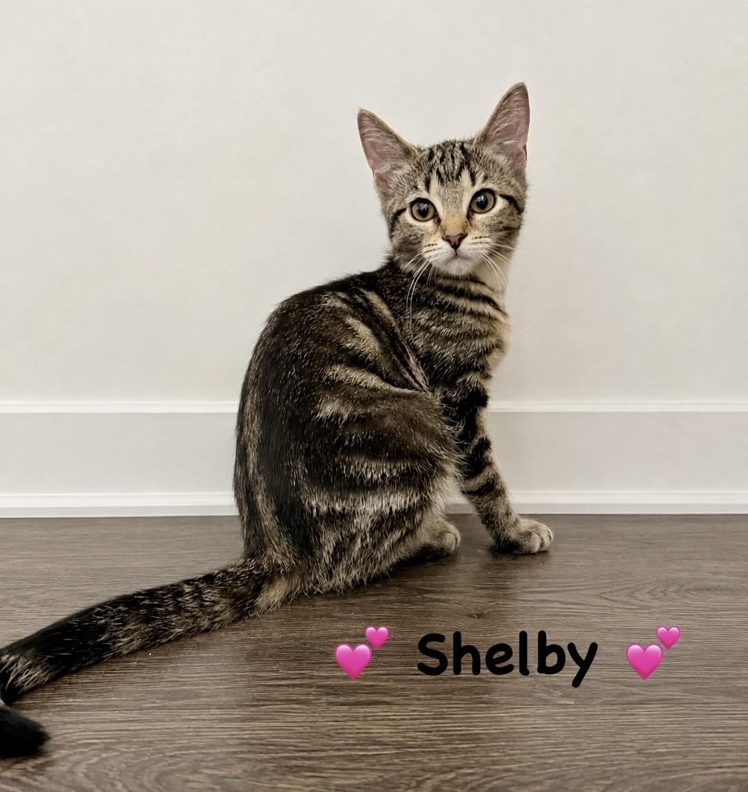 Enlarge Shelby, an adopted Domestic Short Hair in Copley, OH image 2/4