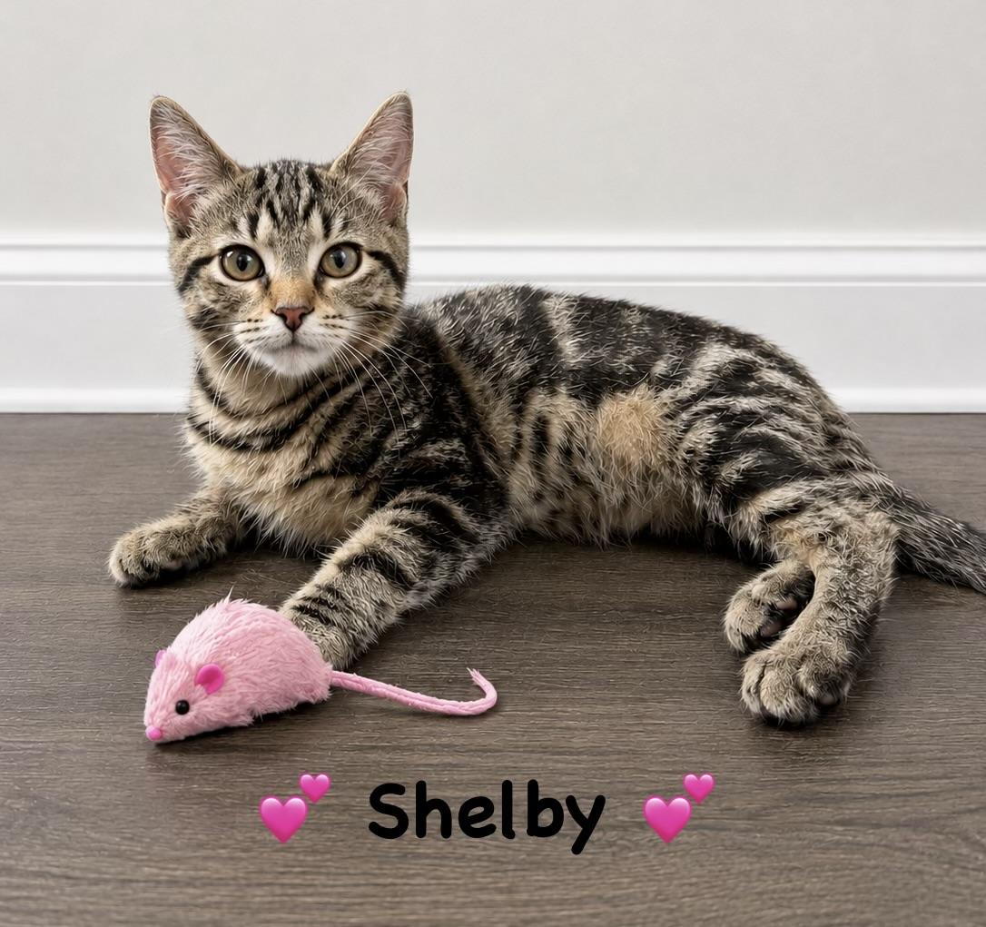 Enlarge Shelby, an adopted Domestic Short Hair in Copley, OH image 4/4
