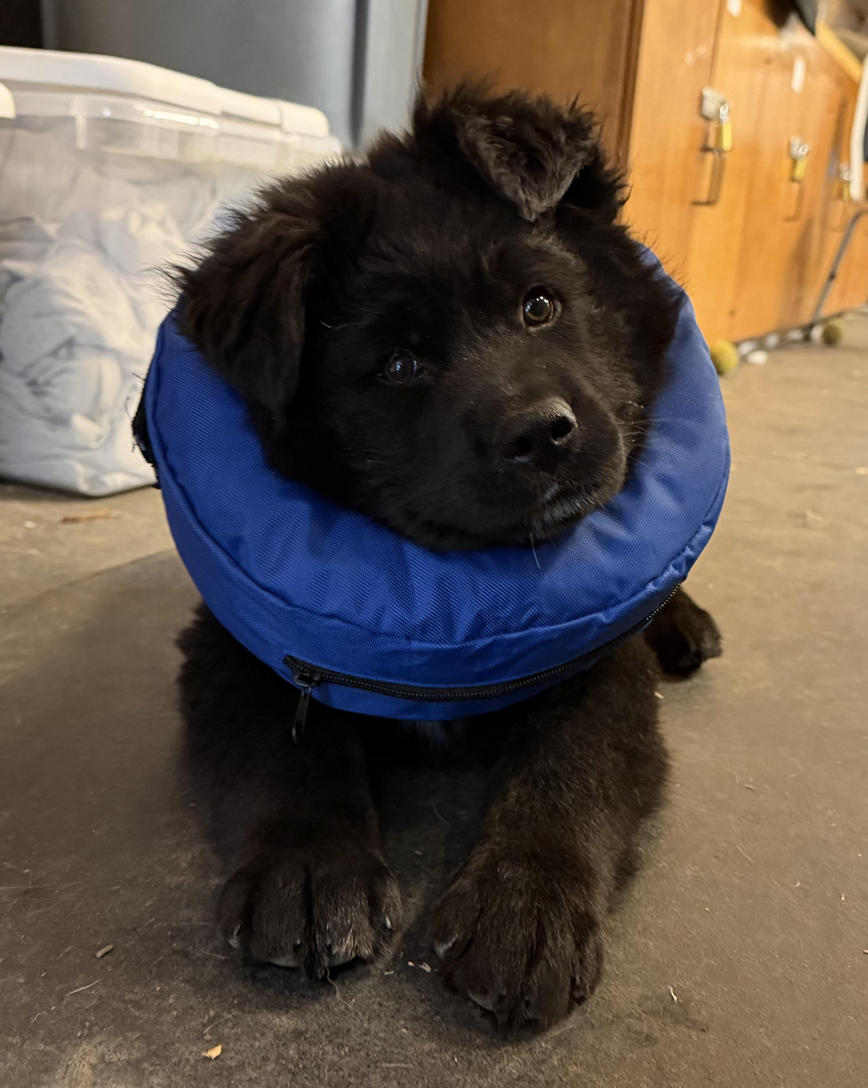 Yogi Bear, adopted, Puppy Male Newfoundland Dog & Black Labrador Retriever.