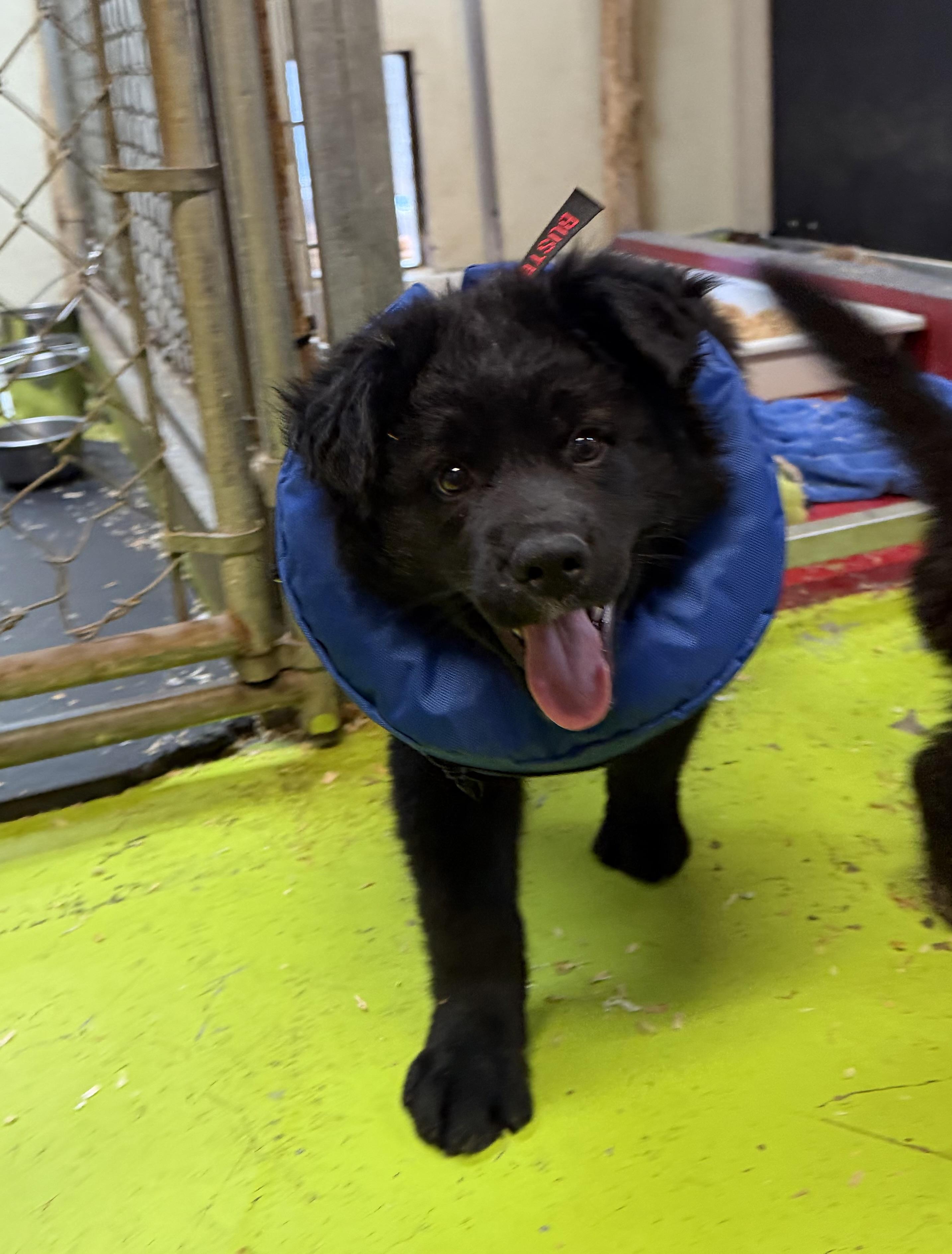 Yogi Bear, an adopted mixed breed in Snoqualmie, WA image 2/2