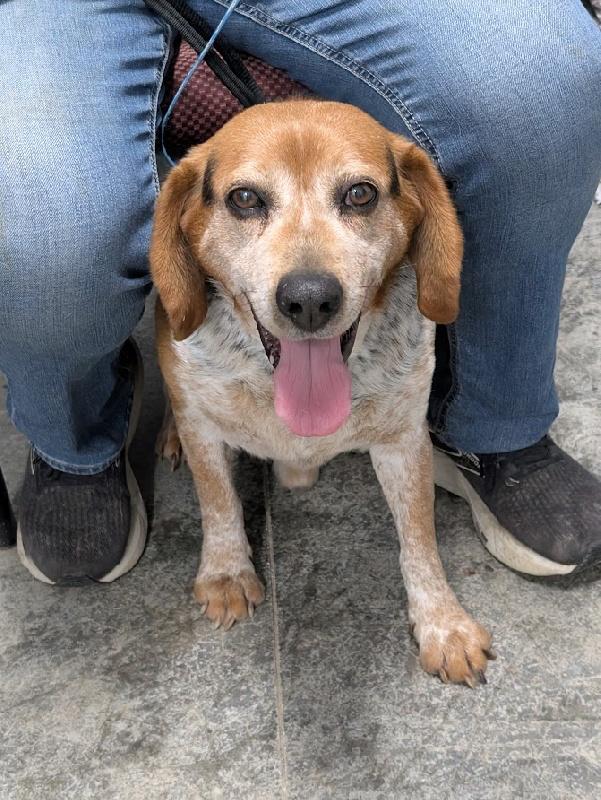 Enlarge Tracker, a Adoptable Beagle in Fishers, IN image 1/2