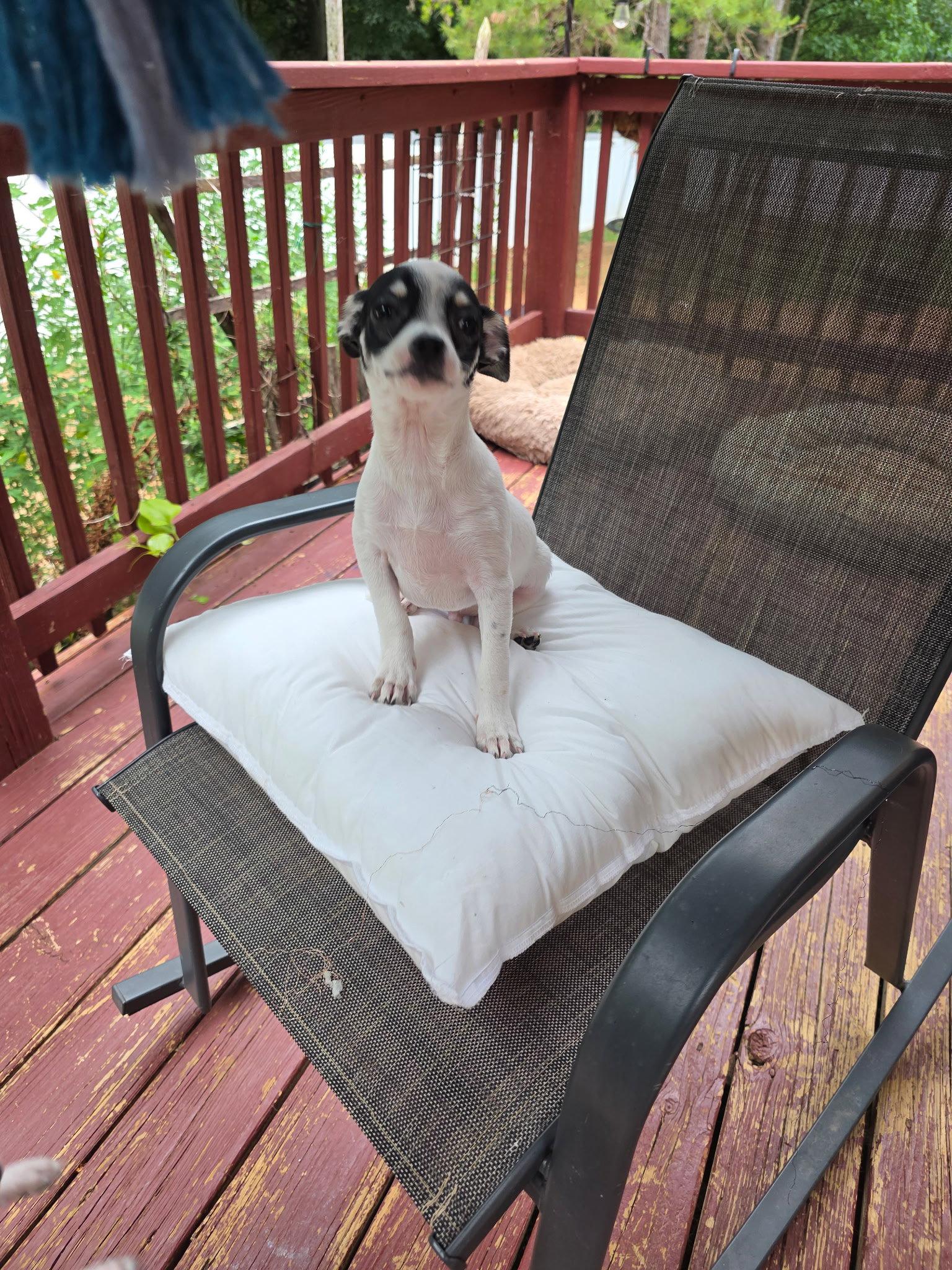 Jerry, a Adopted Chihuahua in Thomasville, NC image 1/3