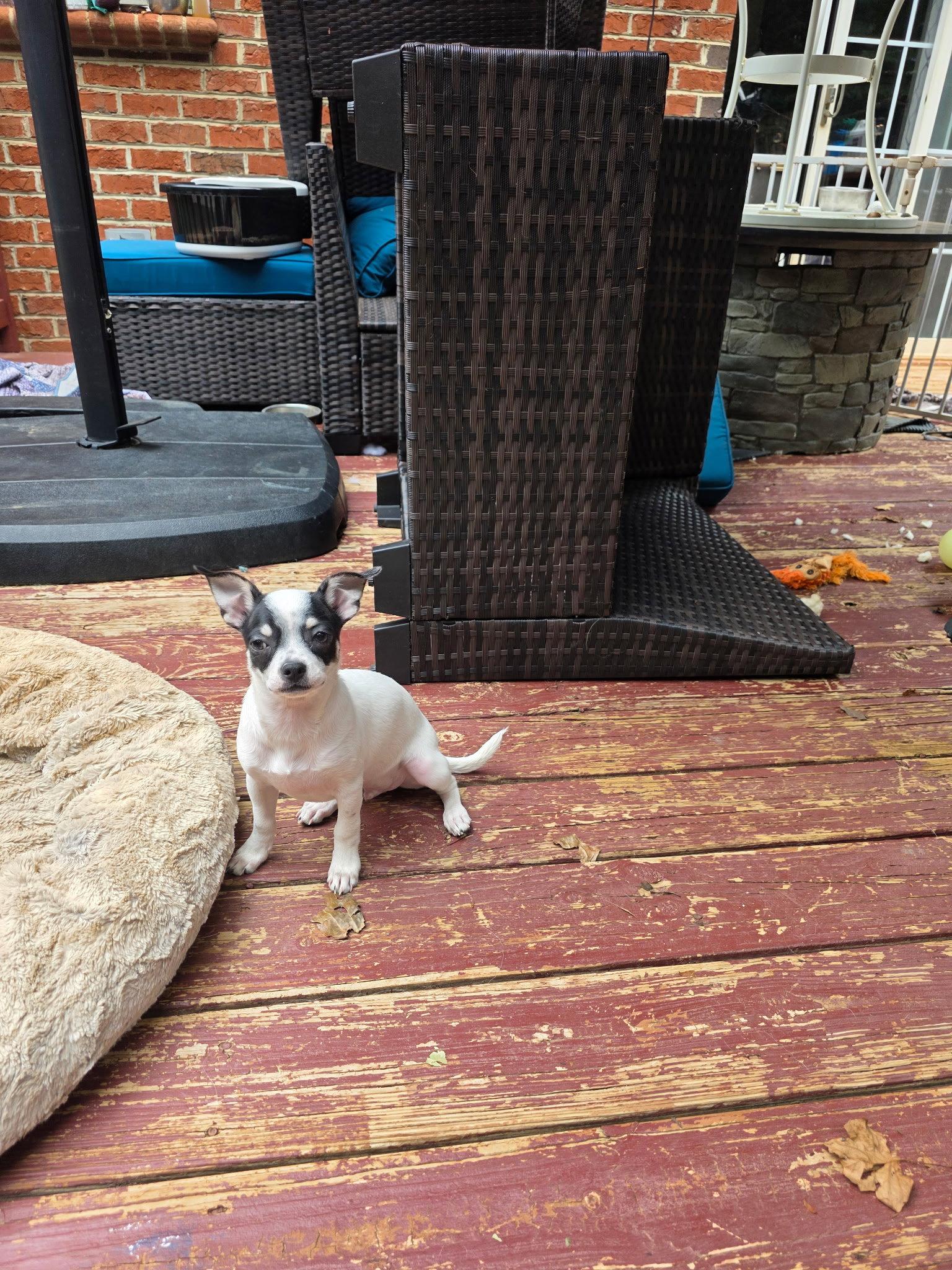 Jerry, a Adopted Chihuahua in Thomasville, NC image 2/3