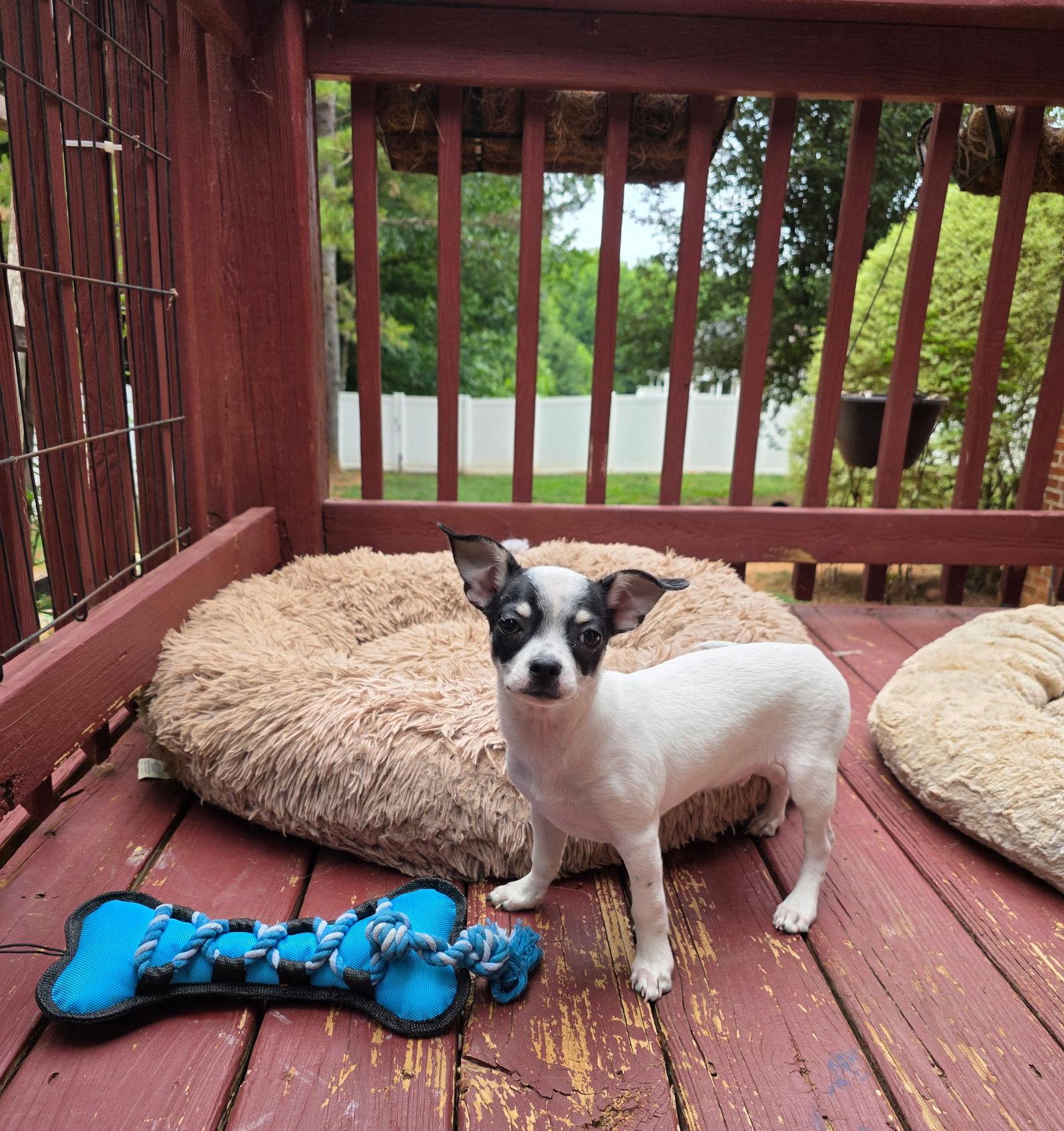 Jerry, a Adopted Chihuahua in Thomasville, NC image 3/3