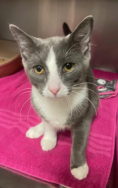 Enlarge Nakoa, an adopted Domestic Short Hair in Prudenville, MI image 1/1
