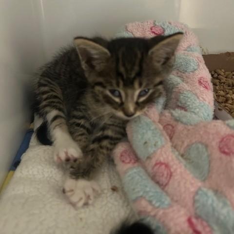 Sheriff, adoptable, Kitten Male Domestic Short Hair.