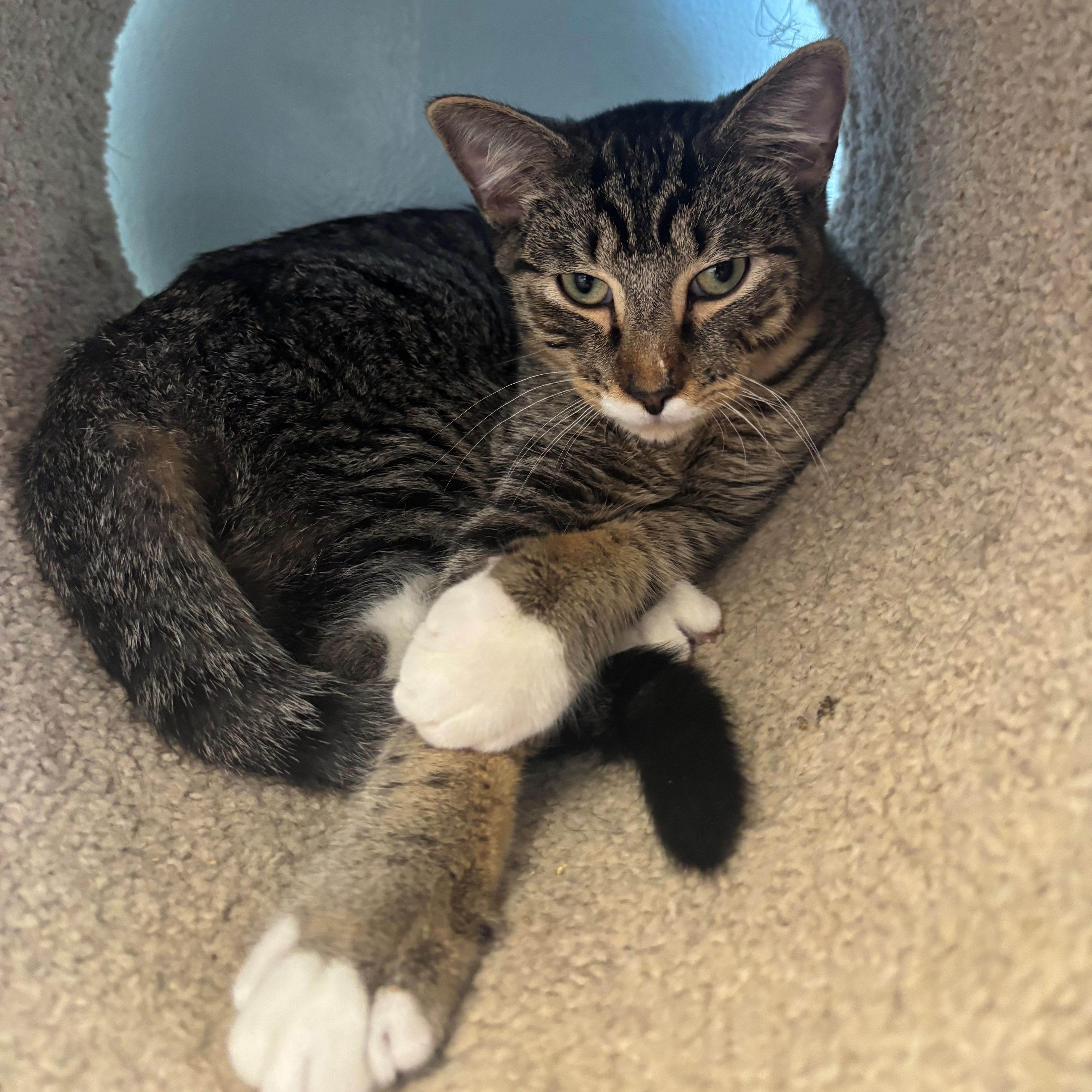 Enlarge Sheriff, an adoptable Domestic Short Hair in Margate, FL image 1/1