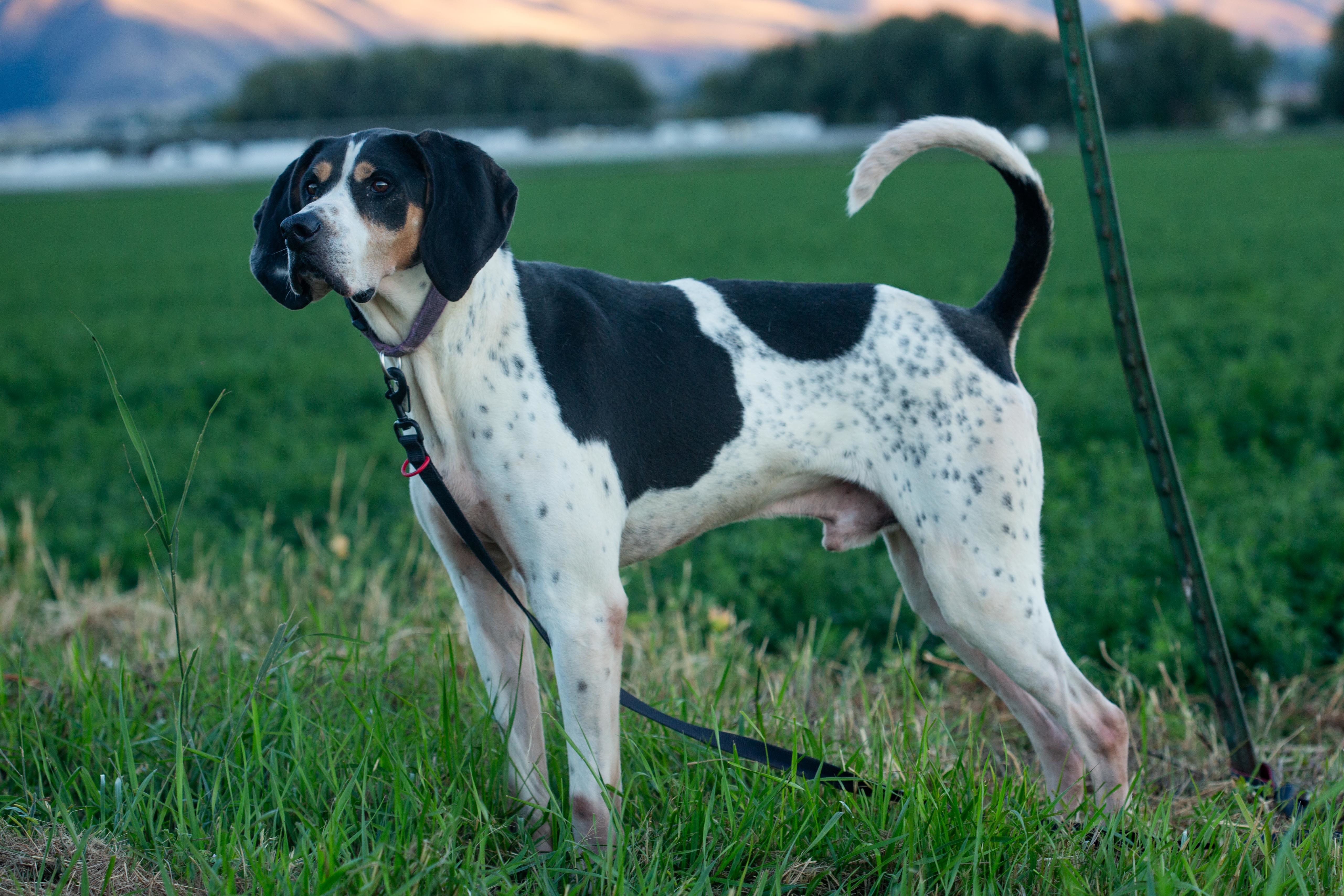 Cooper, a Adoptable Hound in Millville, UT image 1/7