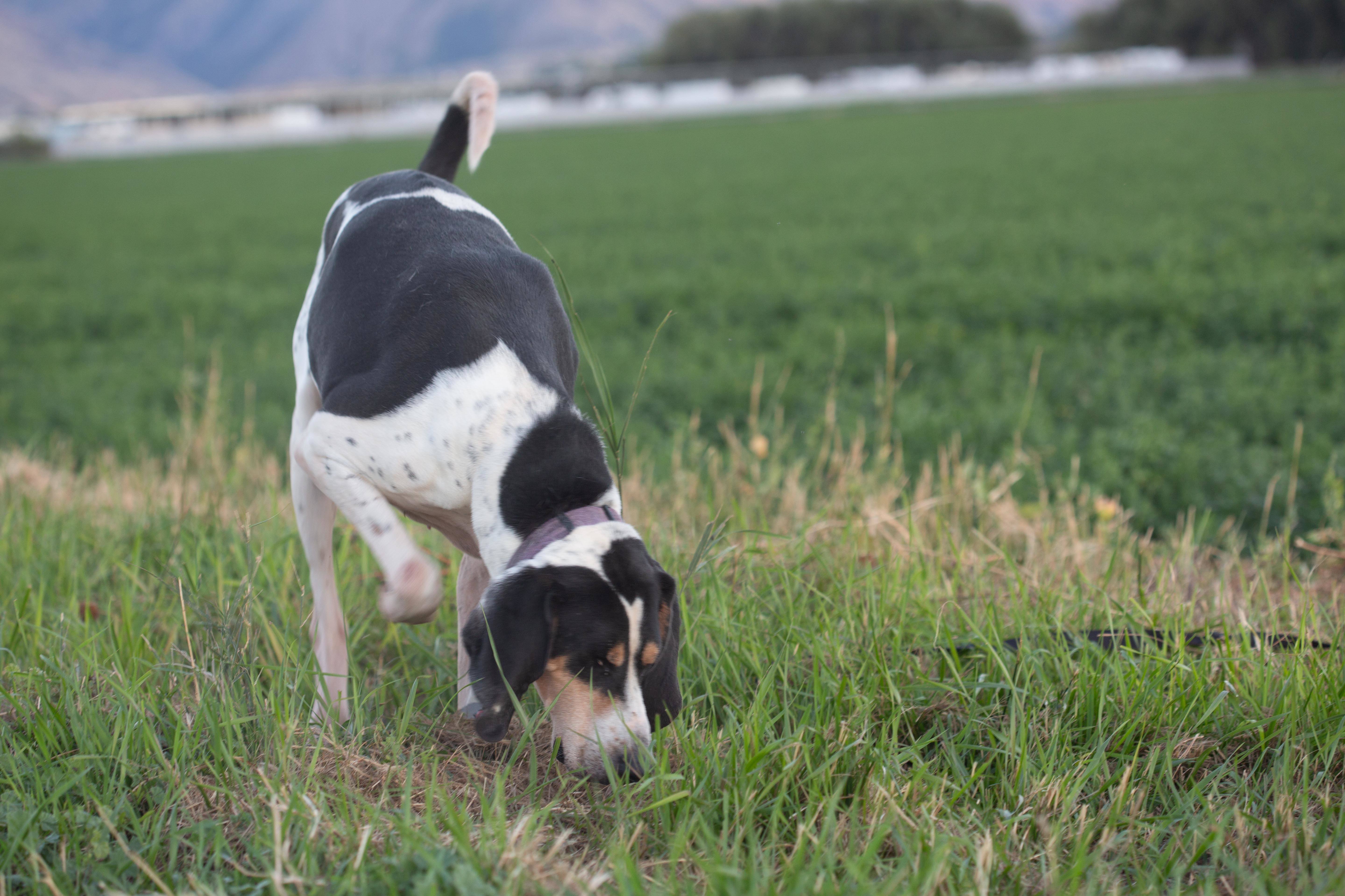 Cooper, a Adoptable Hound in Millville, UT image 2/7