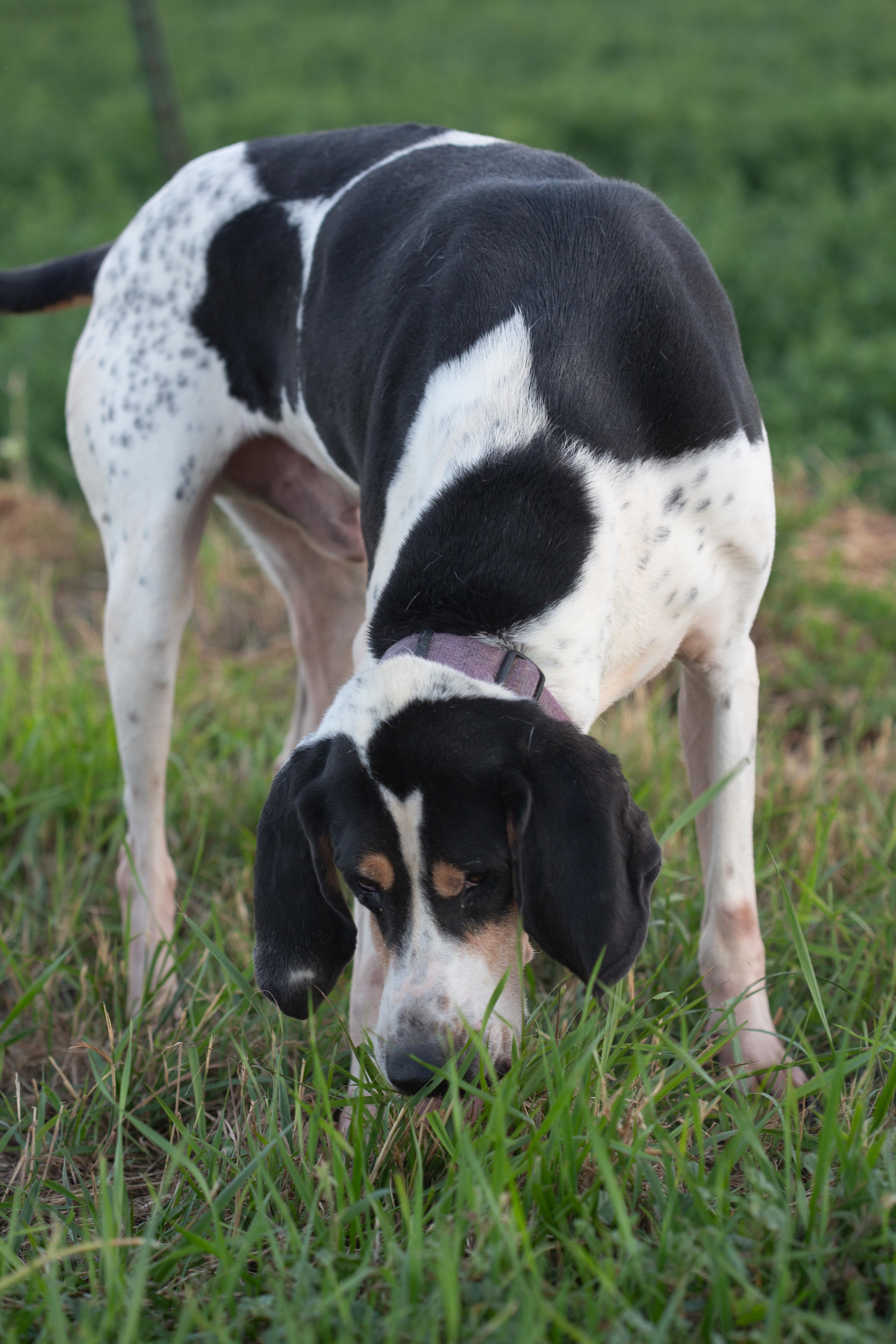 Cooper, a Adoptable Hound in Millville, UT image 3/7