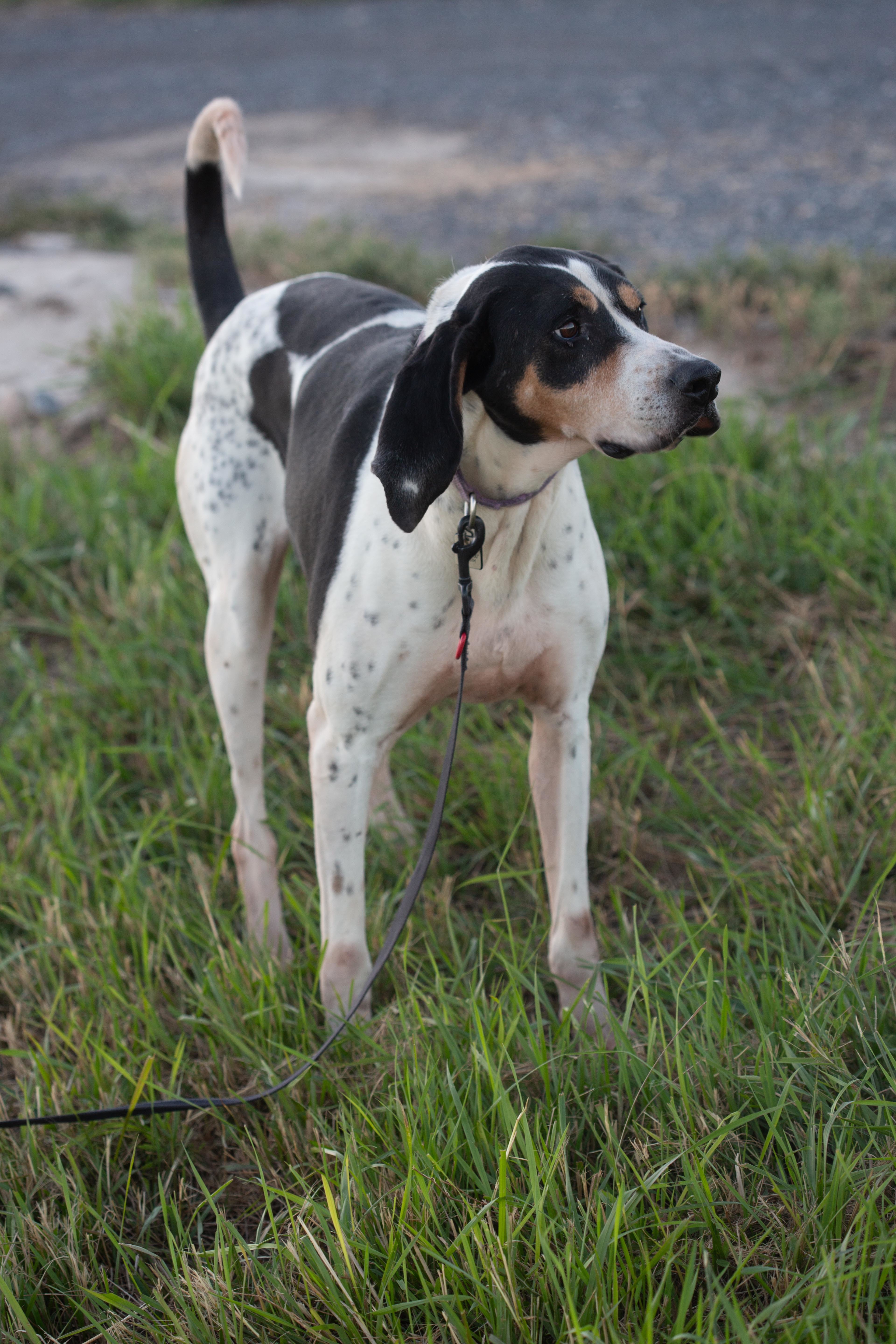Cooper, a Adoptable Hound in Millville, UT image 4/7
