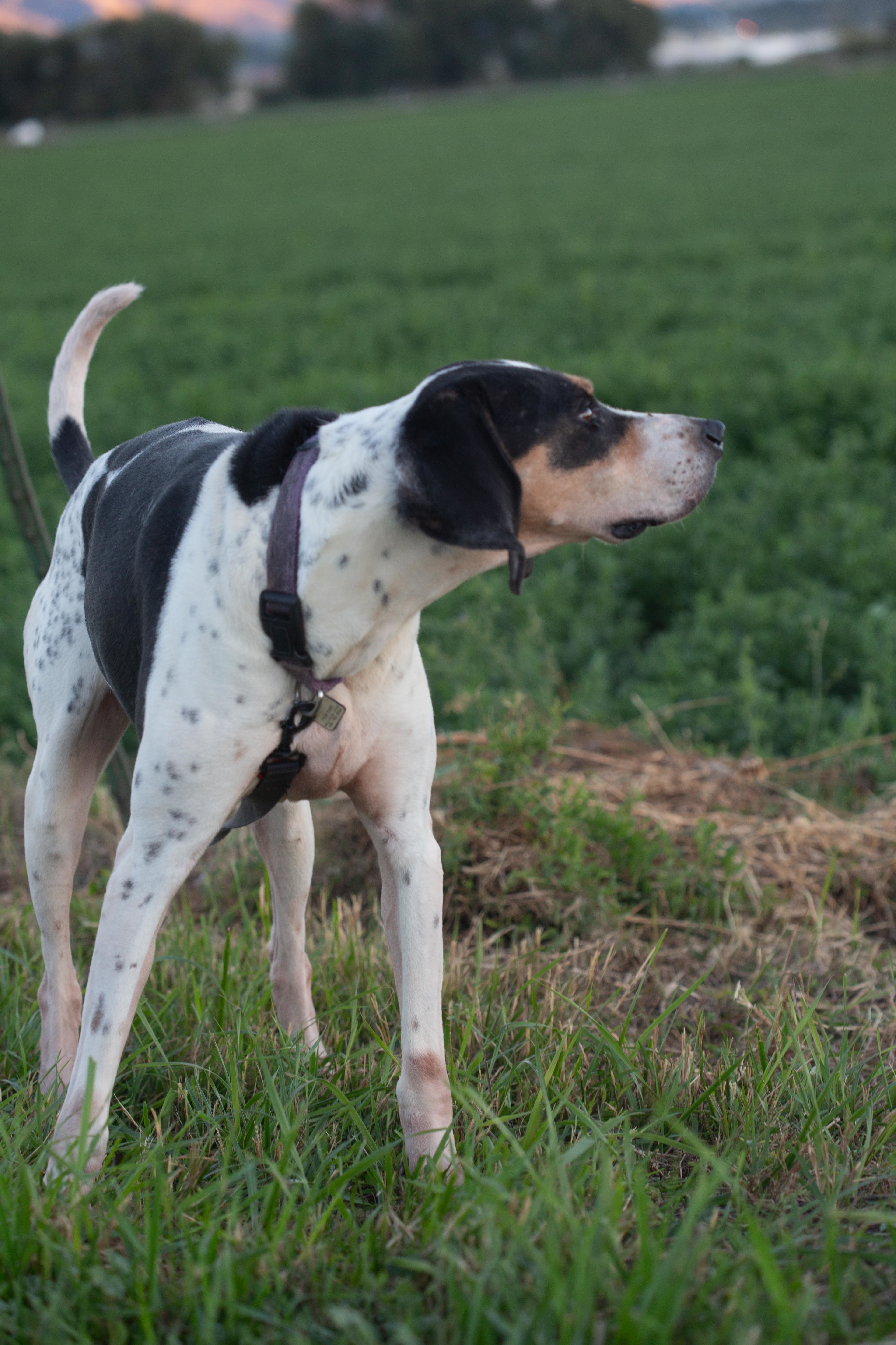 Cooper, a Adoptable Hound in Millville, UT image 5/7